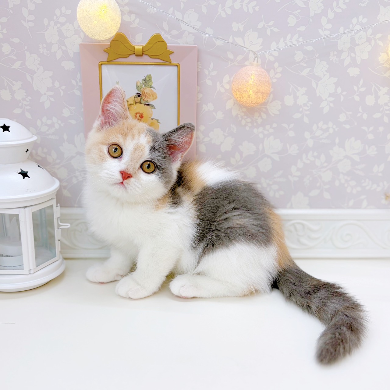 富山県のスコティッシュストレート (犬の家＆猫の里富山店/2025年9月18日生まれ/女の子/ダイリュートキャリコ)の子猫の3枚目の画像