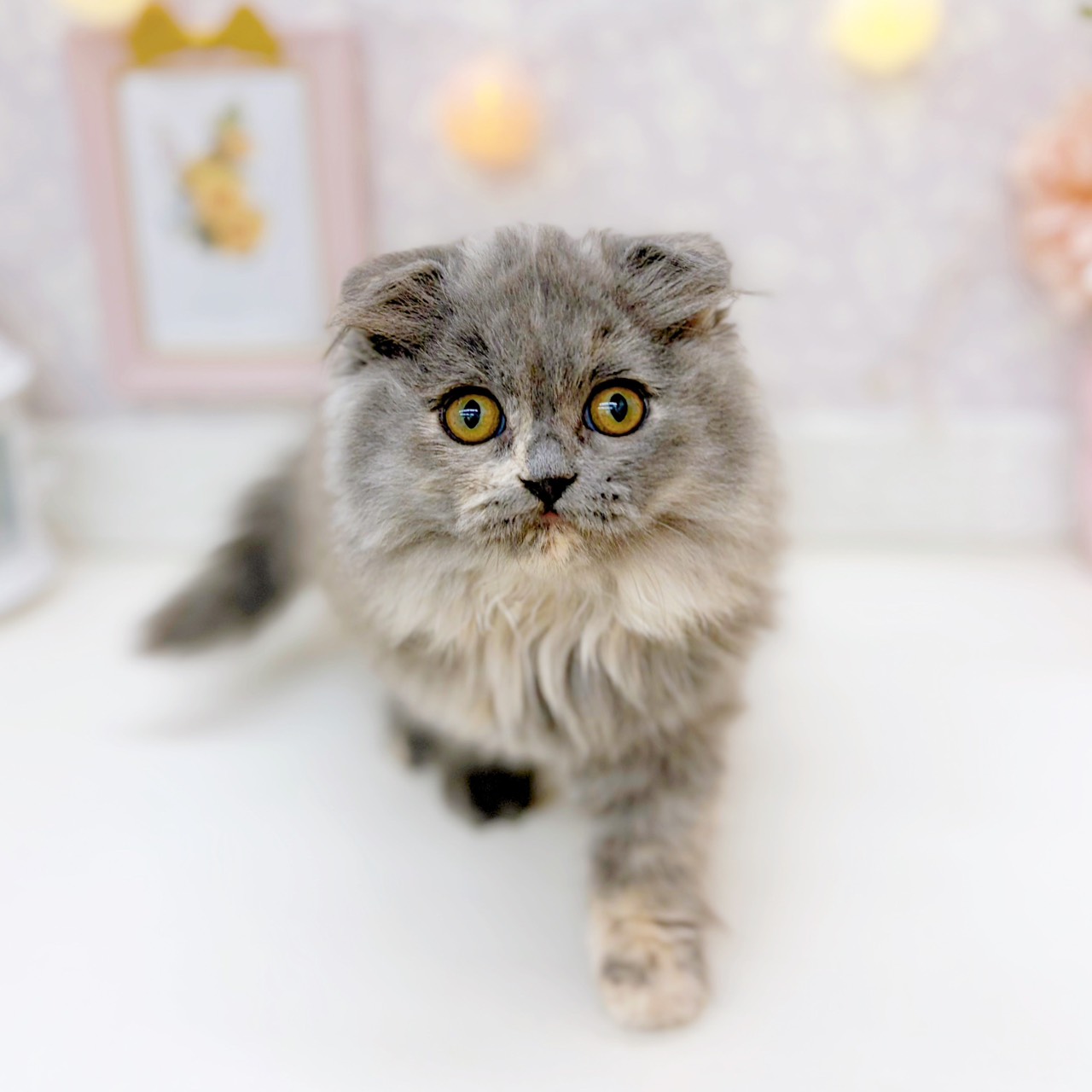 富山県のスコティッシュフォールド (犬の家＆猫の里富山店/2025年9月18日生まれ/女の子/ブルークリーム)の子猫の3枚目の画像