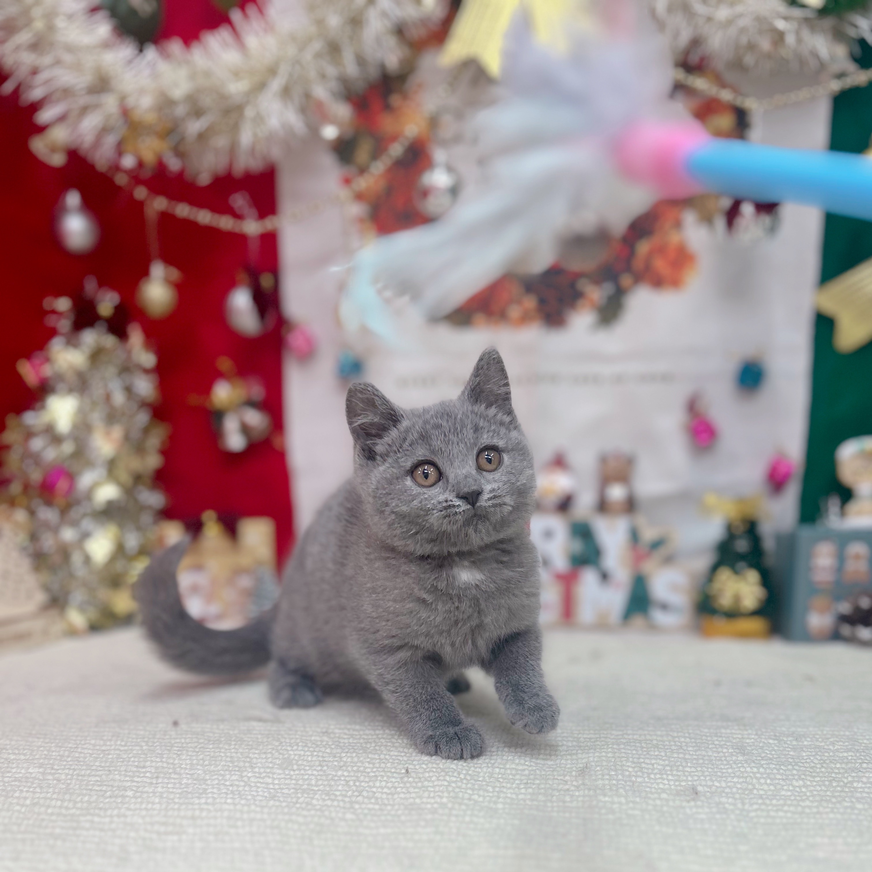 岐阜県のブリティッシュショートヘアー (犬の家＆猫の里岐南店/2025年9月18日生まれ/男の子/ブルー)の子猫の3枚目の画像