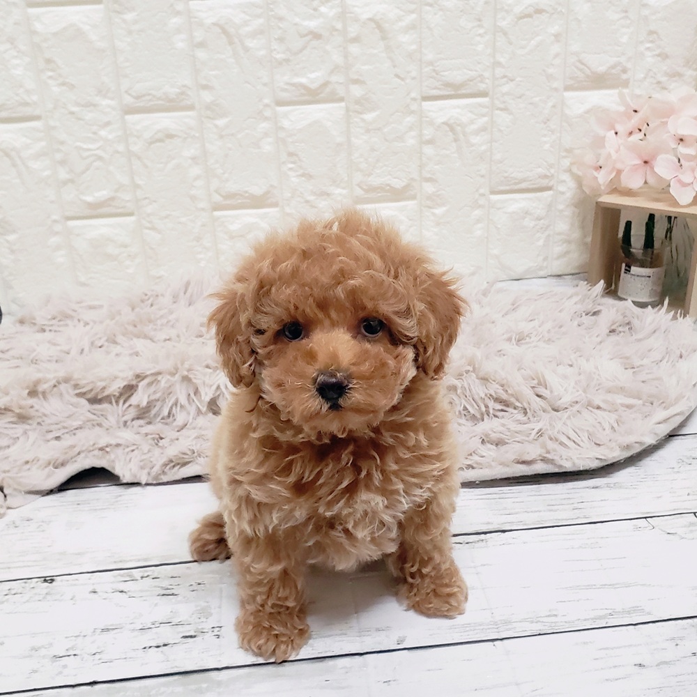 岡山県のトイプードル(トイ) (犬の家＆猫の里岡山店/2025年9月11日生まれ/女の子/アプリコット)の子犬の1枚目の画像