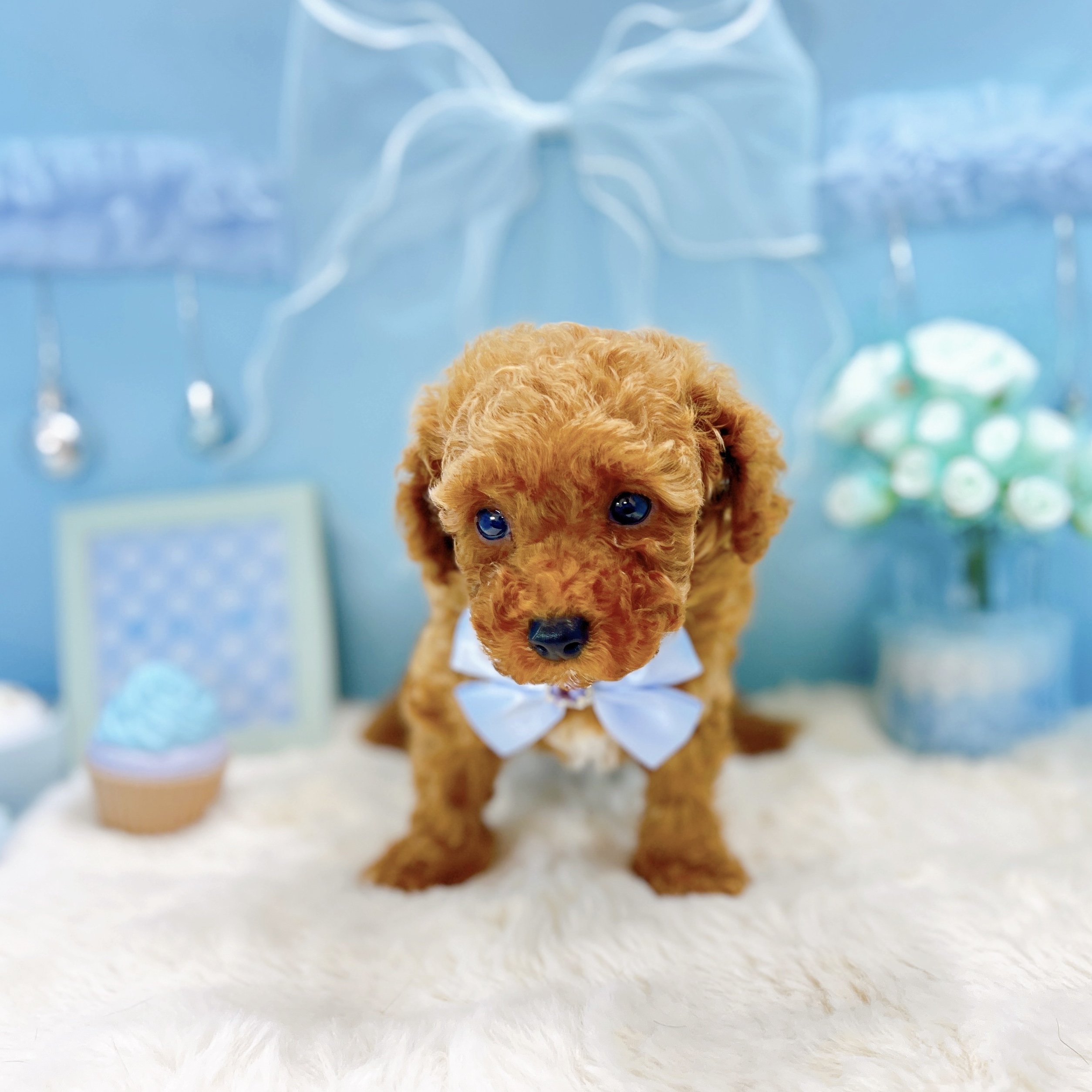 福井県のトイプードル(トイ) (犬の家＆猫の里アミーゴ福井大和田店/2025年9月19日生まれ/男の子/レッド)の子犬の3枚目の画像