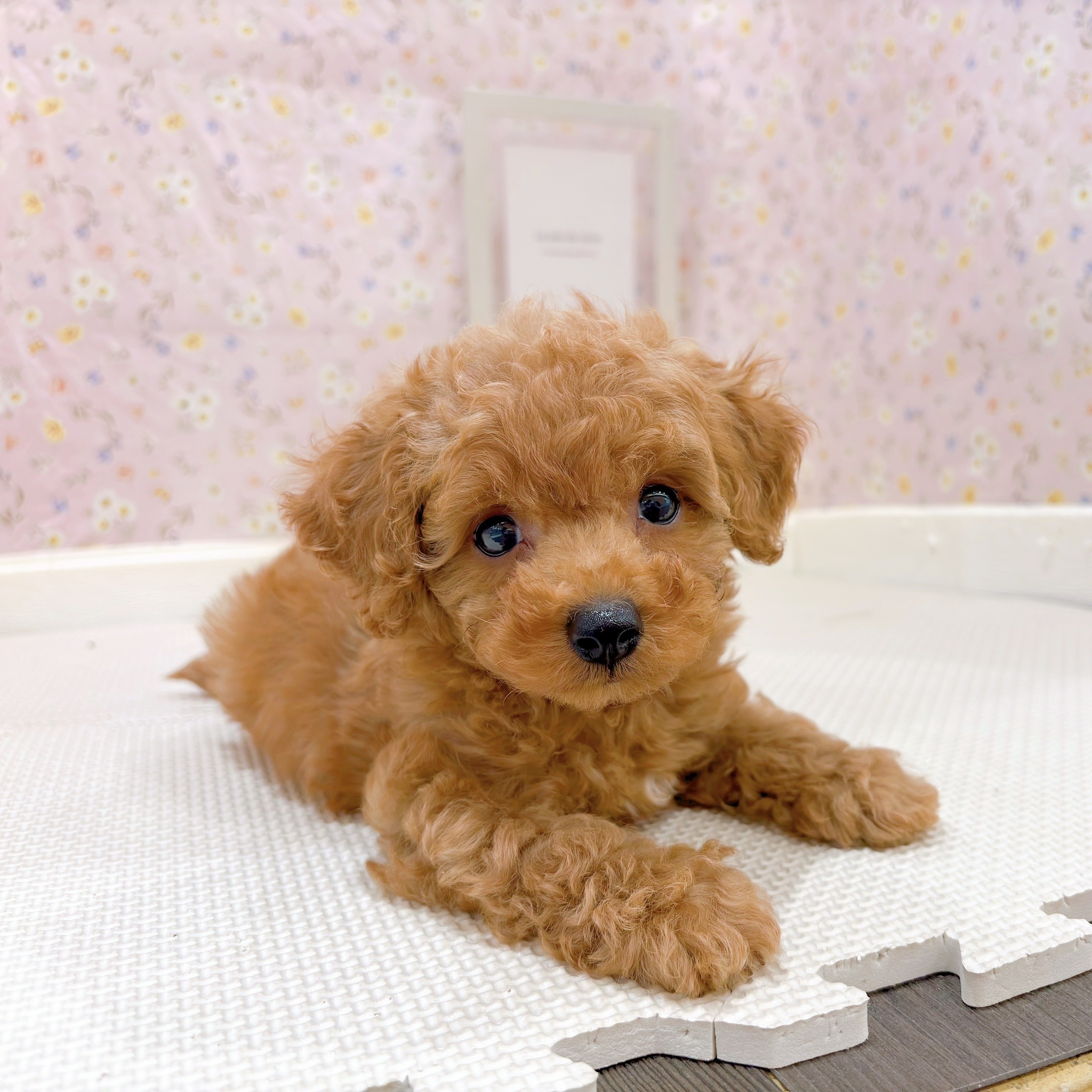 石川県のトイプードル(トイ) (犬の家＆猫の里金沢店/2025年9月19日生まれ/男の子/レッド)の子犬の3枚目の画像