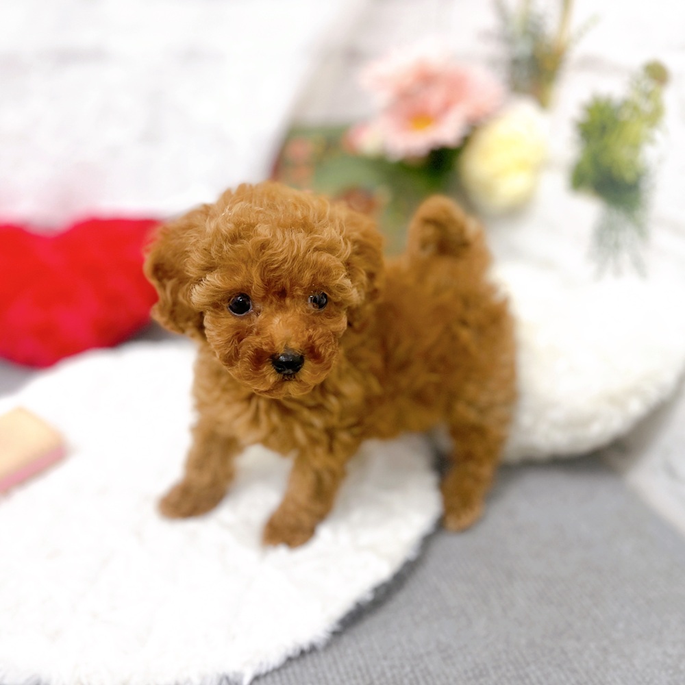 京都府のトイプードル(トイ) (犬の家＆猫の里京都樟葉店/2025年9月19日生まれ/女の子/レッド)の子犬の3枚目の画像