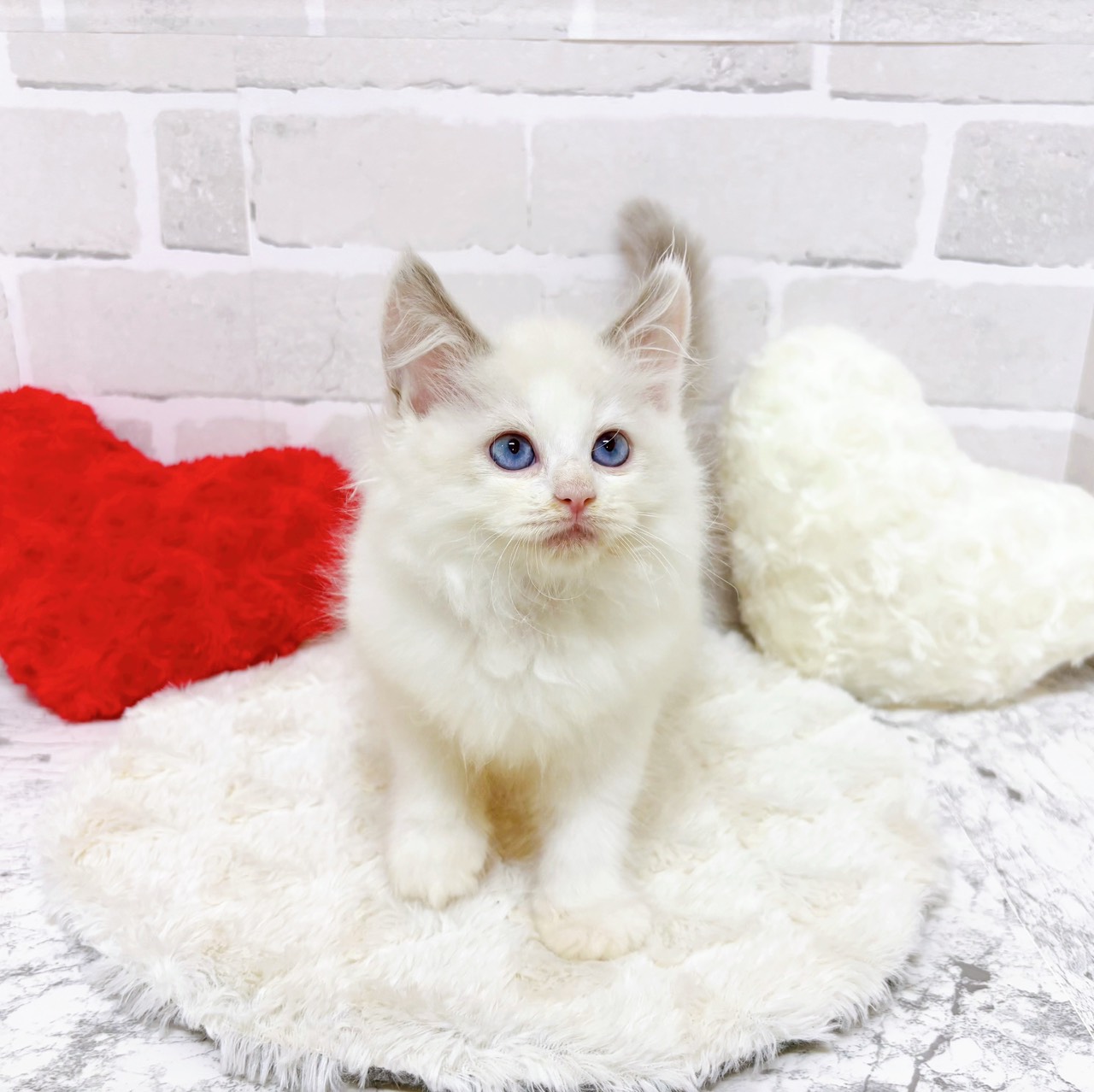 京都府のラグドール (犬の家＆猫の里京都精華店/2025年9月21日生まれ/男の子/ブルーポイントバイカラー)の子猫の3枚目の画像