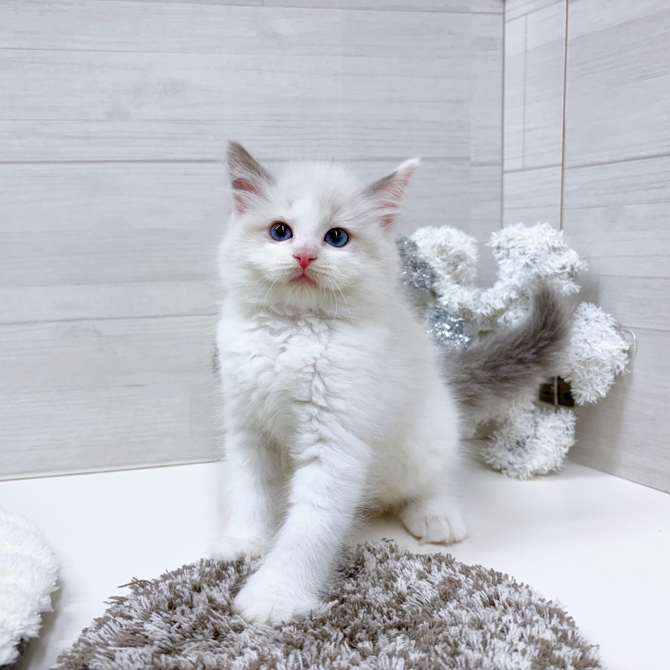 石川県のラグドール (犬の家＆猫の里アミーゴ金沢おこばた店/2025年9月21日生まれ/女の子/ブルーポイントバイカラー)の子猫の3枚目の画像