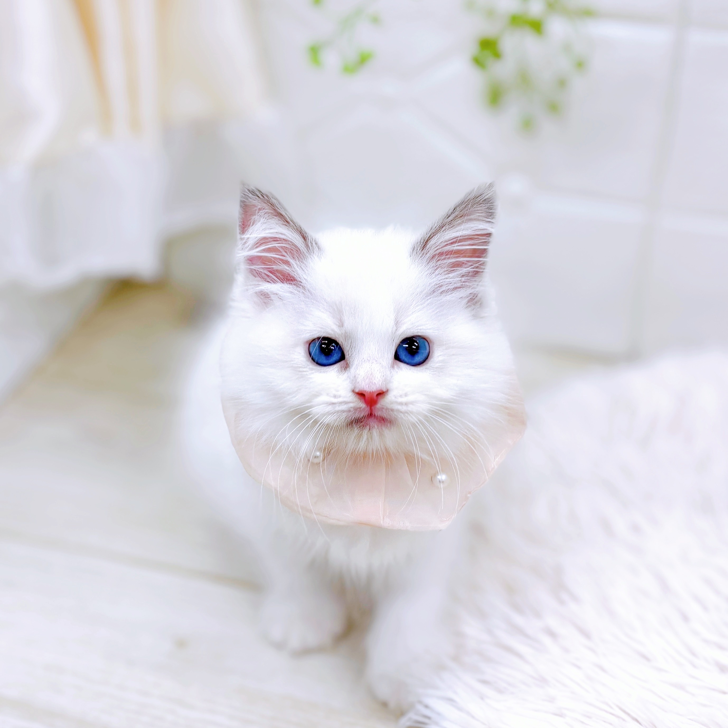 福井県のラグドール (犬の家＆猫の里アミーゴ福井店/2025年9月21日生まれ/女の子/ブルーポイントバイカラー)の子猫の3枚目の画像