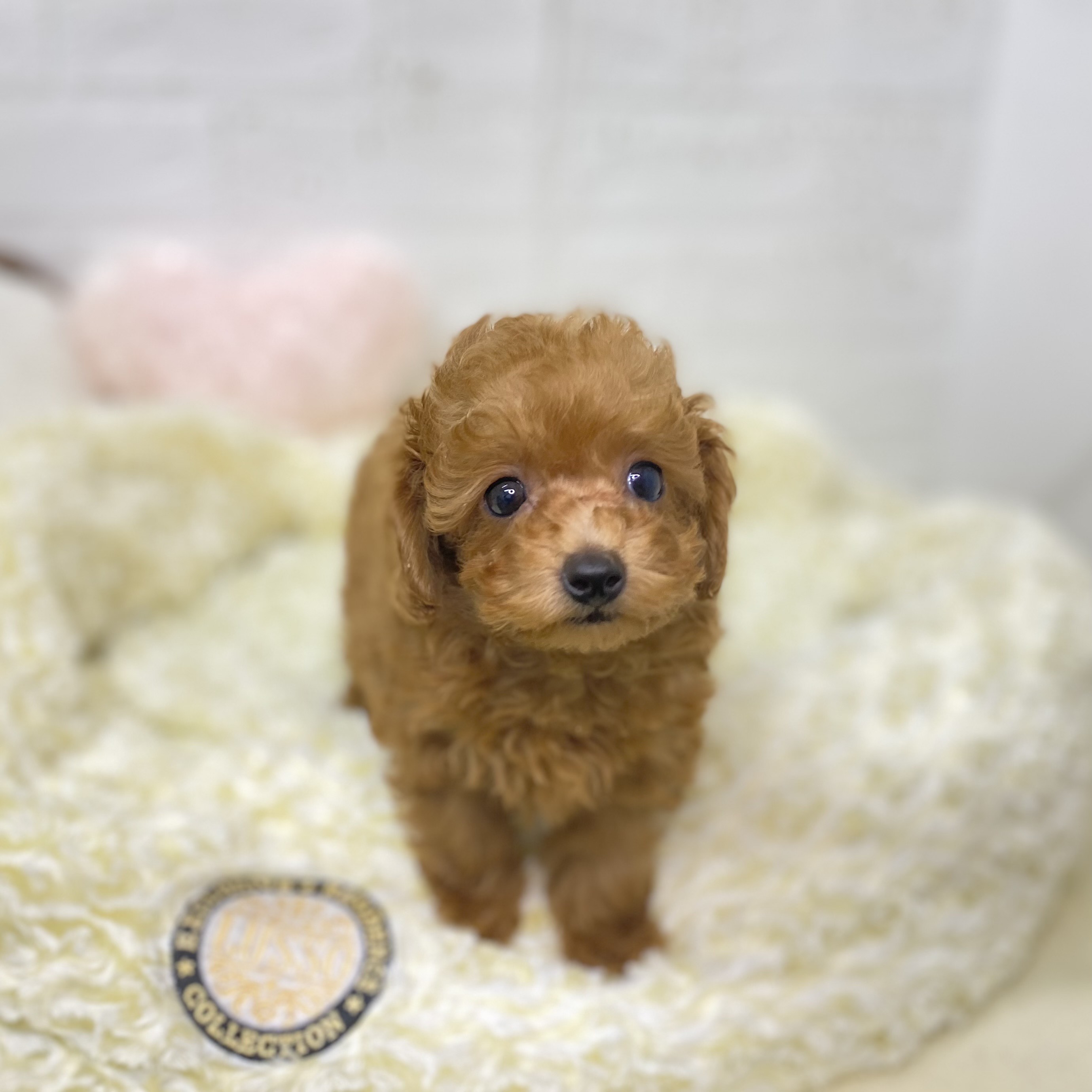 長野県のトイプードル(トイ) (犬の家＆猫の里長野店/2025年9月18日生まれ/男の子/レッドフォーン)の子犬の3枚目の画像