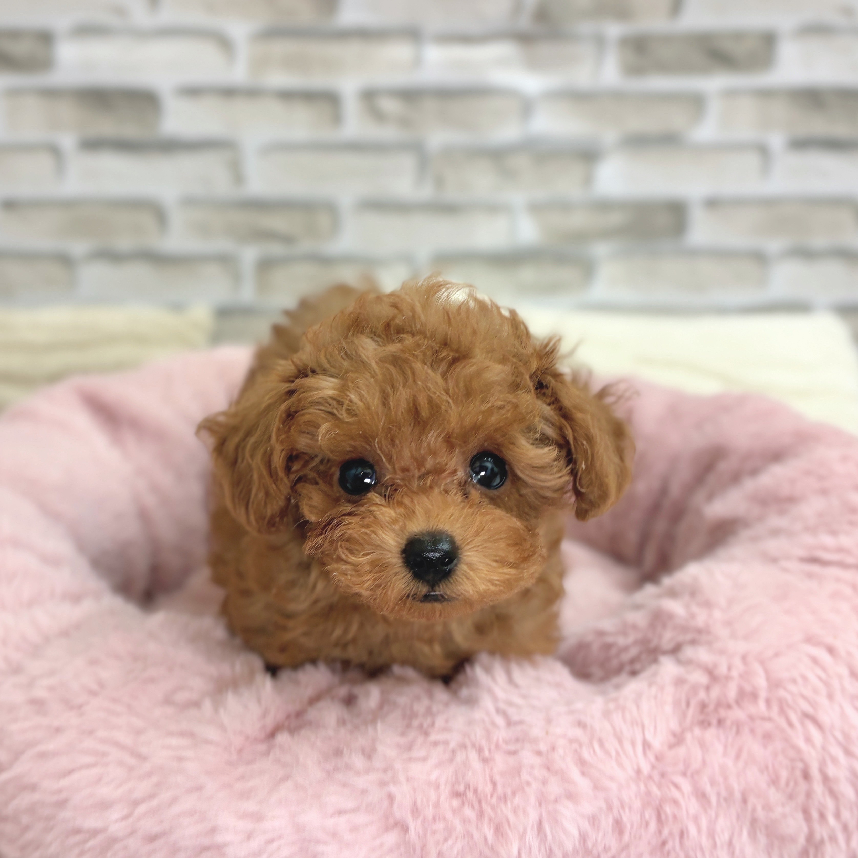 神奈川県のトイプードル(トイ) (犬の家＆猫の里モザイクモール港北店/2025年9月18日生まれ/女の子/レッドフォーン)の子犬の3枚目の画像