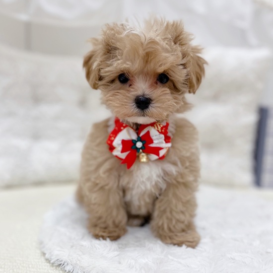 岐阜県のマルプー(マルチーズ×プードル) (犬の家＆猫の里カラフルタウン岐阜店/2025年9月19日生まれ/男の子/アプリコットホワイト)の子犬の3枚目の画像