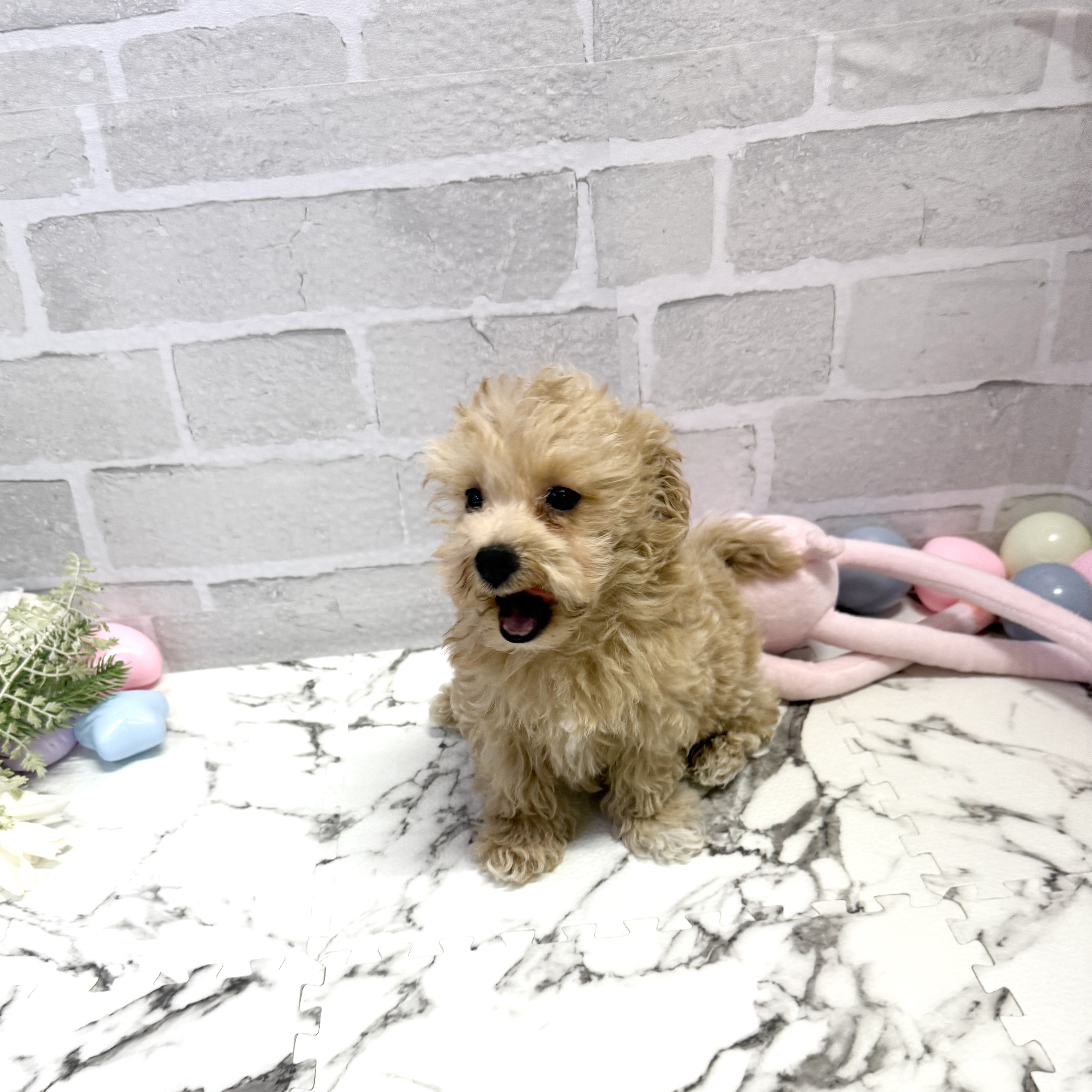 愛知県のマルプー(マルチーズ×プードル) (犬の家＆猫の里岡崎店/2025年9月18日生まれ/男の子/アプリコット)の子犬の3枚目の画像