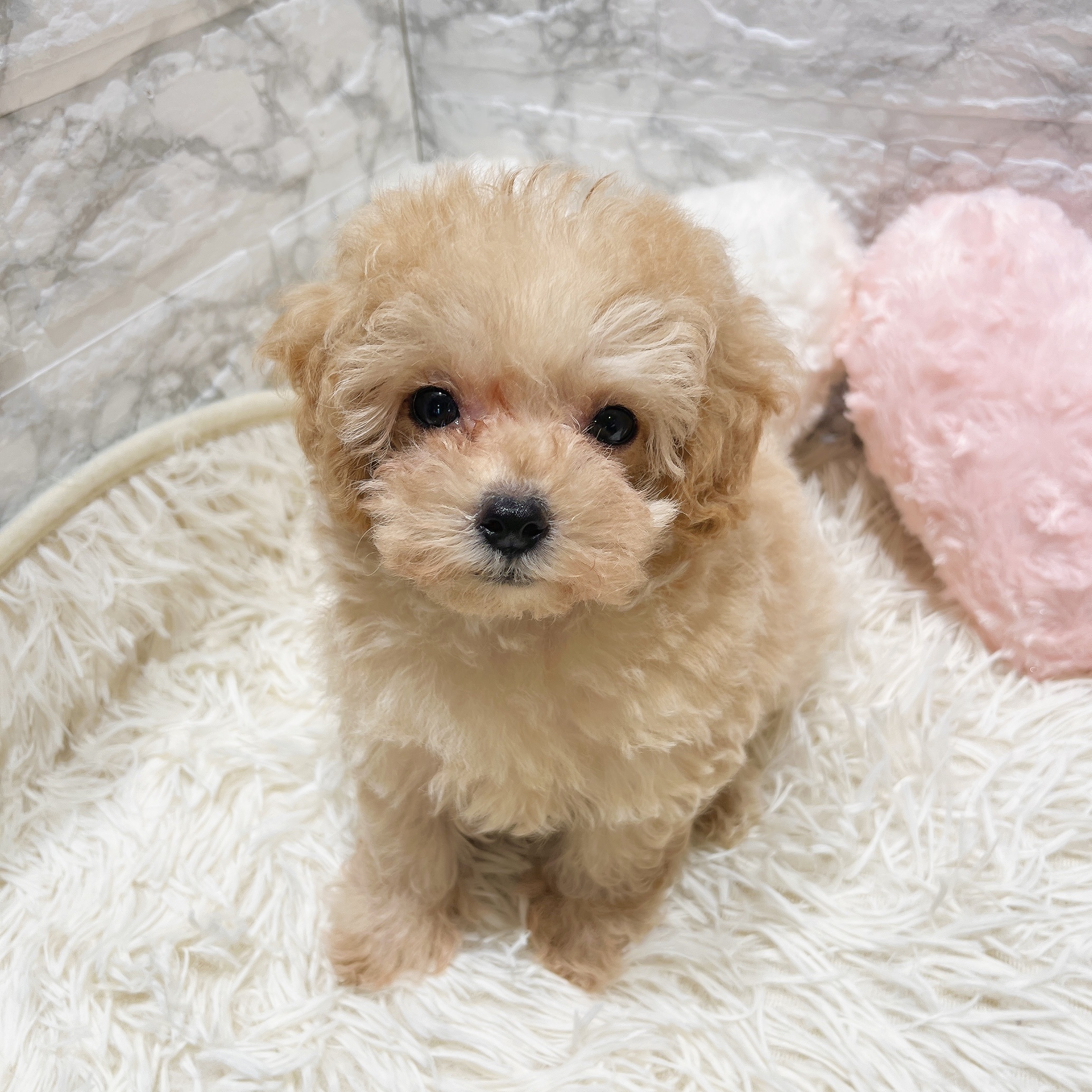 愛知県のマルプー(マルチーズ×プードル) (犬の家＆猫の里MiO香久山店/2025年9月18日生まれ/女の子/アプリコット)の子犬の3枚目の画像