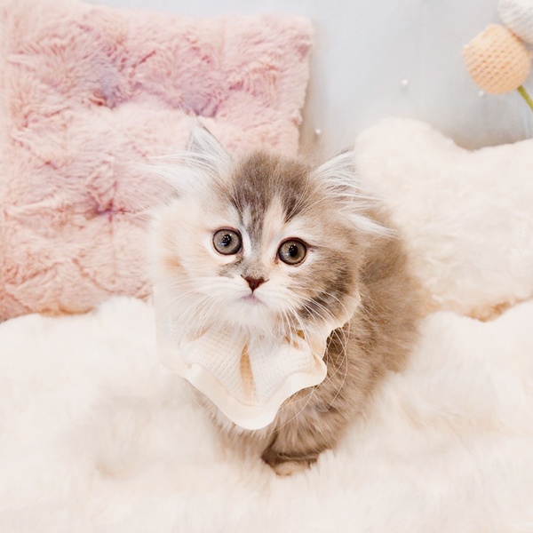 福井県のミヌエット (犬の家＆猫の里福井店/2025年9月14日生まれ/女の子/ブルーパッチドタビーホワイト)の子猫の3枚目の画像