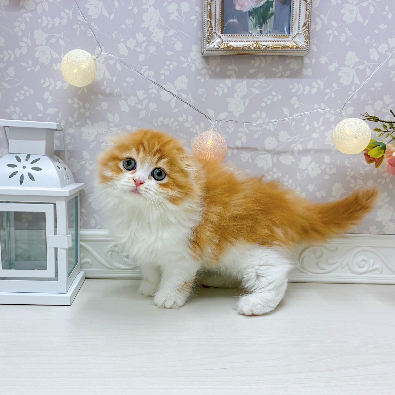 富山県のスコティッシュフォールド (犬の家＆猫の里アミーゴ山室店/2025年9月18日生まれ/女の子/レッドタビーホワイト)の子猫の3枚目の画像