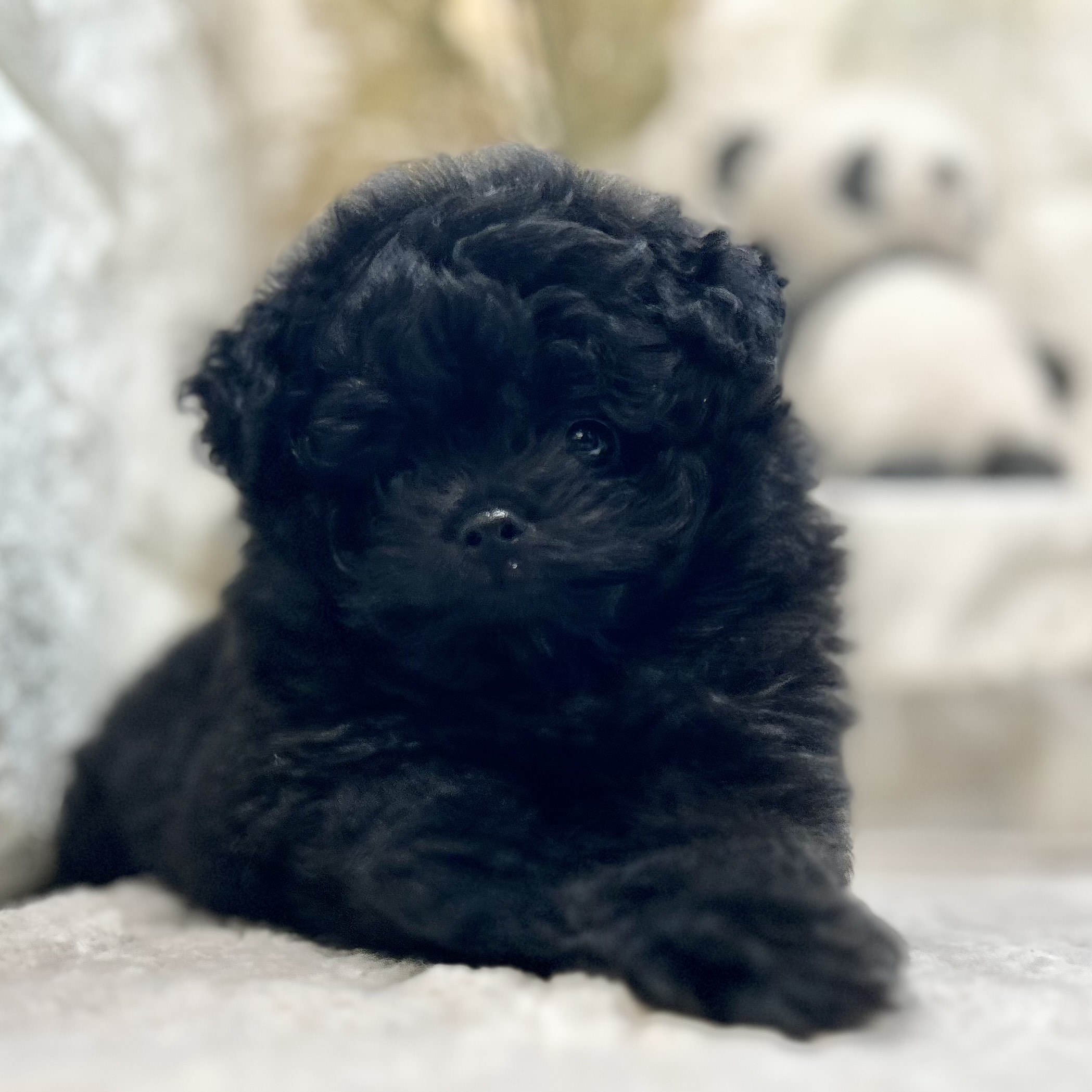 岡山県のポメプー(ポメラニアン×プードル) (犬の家＆猫の里倉敷店/2025年9月19日生まれ/男の子/ブラック)の子犬の3枚目の画像