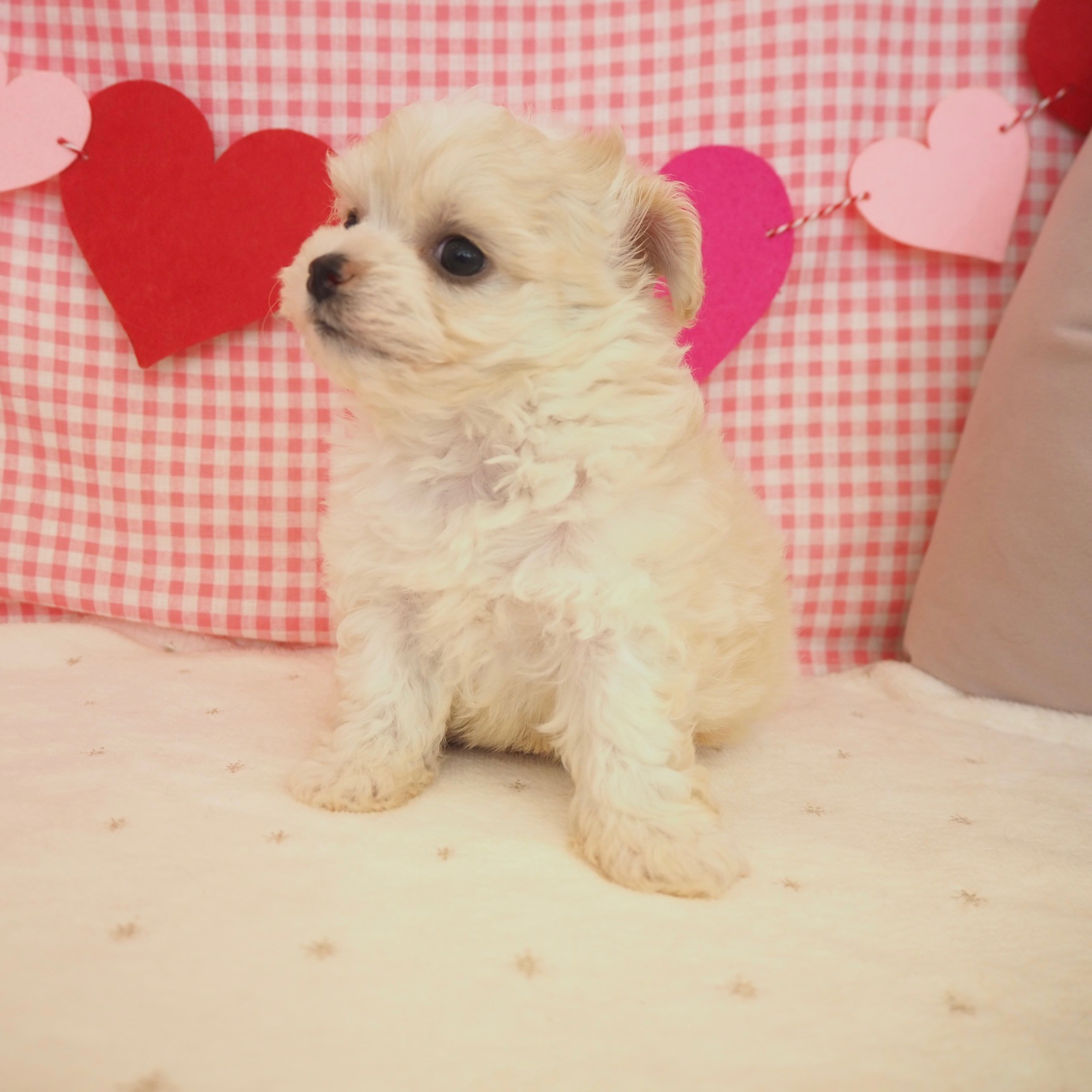 大阪府のチワプー/プーチー(チワワ×プードル) (犬の家＆猫の里もりのみやキューズモールBASE店/2025年9月21日生まれ/男の子/クリームホワイト)の子犬の3枚目の画像