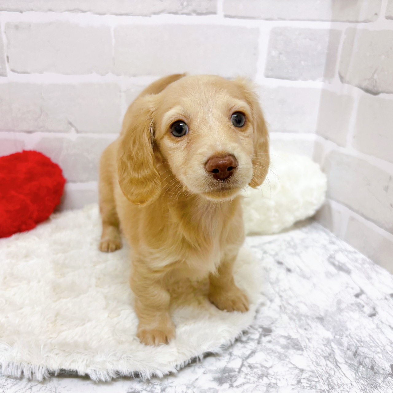 京都府のミニチュアダックスフンド(ロング) (犬の家＆猫の里京都精華店/2025年9月20日生まれ/女の子/イエロー)の子犬の3枚目の画像