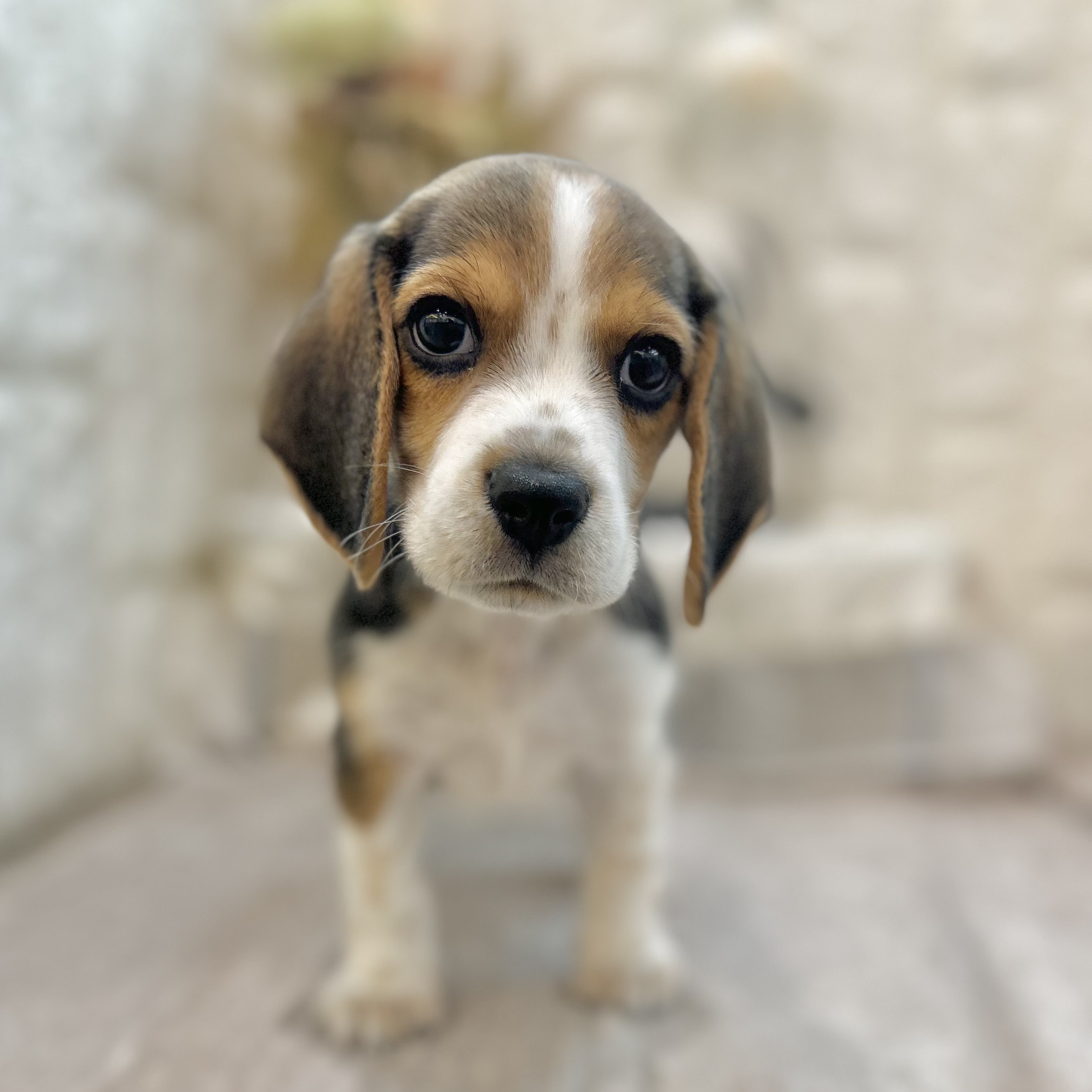 岡山県のビーグル (犬の家＆猫の里倉敷店/2025年9月13日生まれ/男の子/ハウンドカラー)の子犬の3枚目の画像