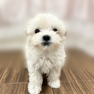 兵庫県のマルプー(マルチーズ×プードル) (犬の家＆猫の里カナート西神戸店/2025年9月21日生まれ/女の子/クリーム)の子犬の1枚目の画像