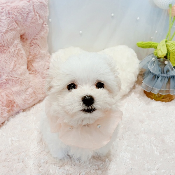 ハーフ犬女の子の写真