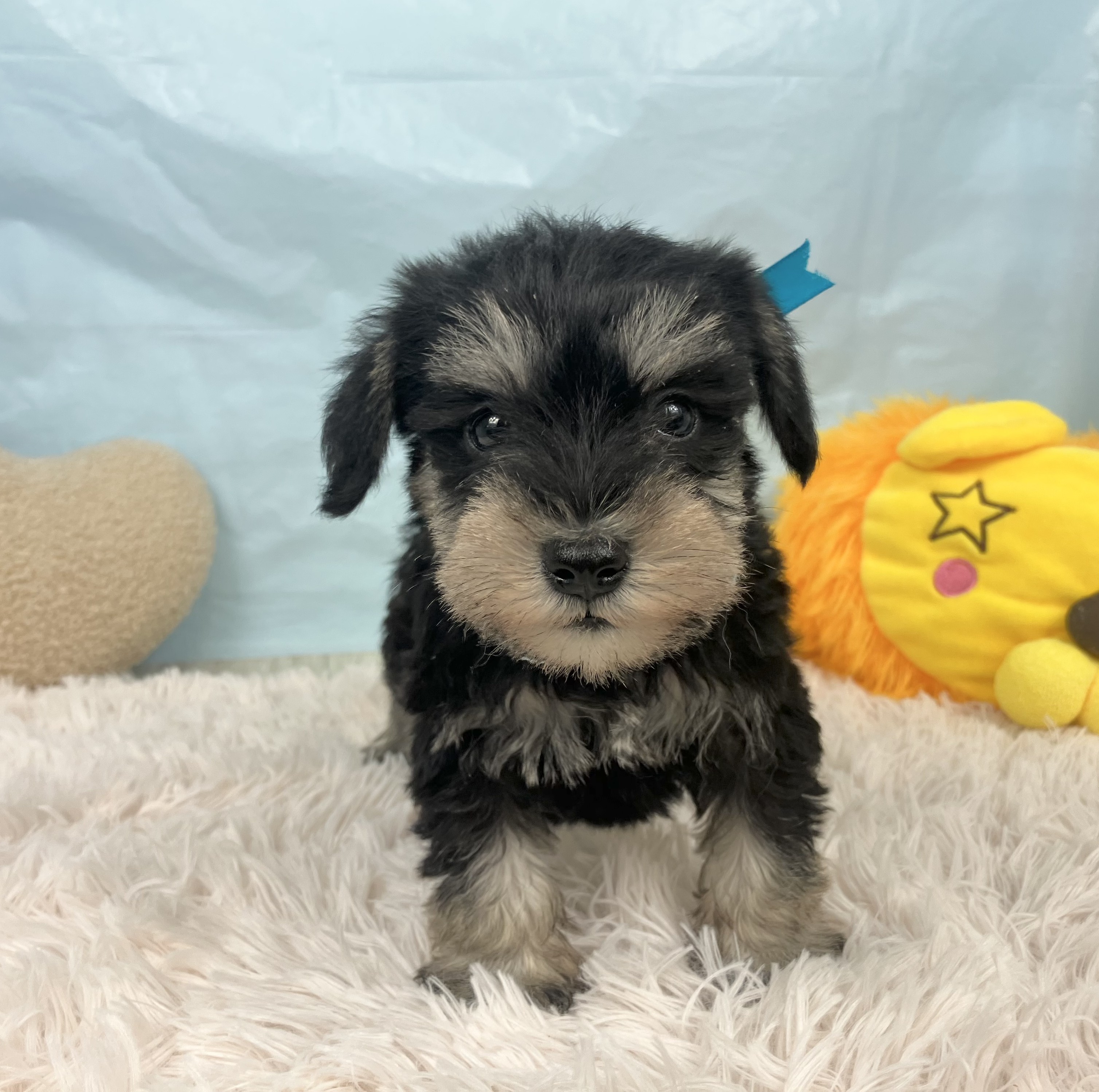 兵庫県のミニチュアシュナウザー (犬の家＆猫の里川西店/2025年9月20日生まれ/男の子/ブラックシルバー)の子犬の1枚目の画像