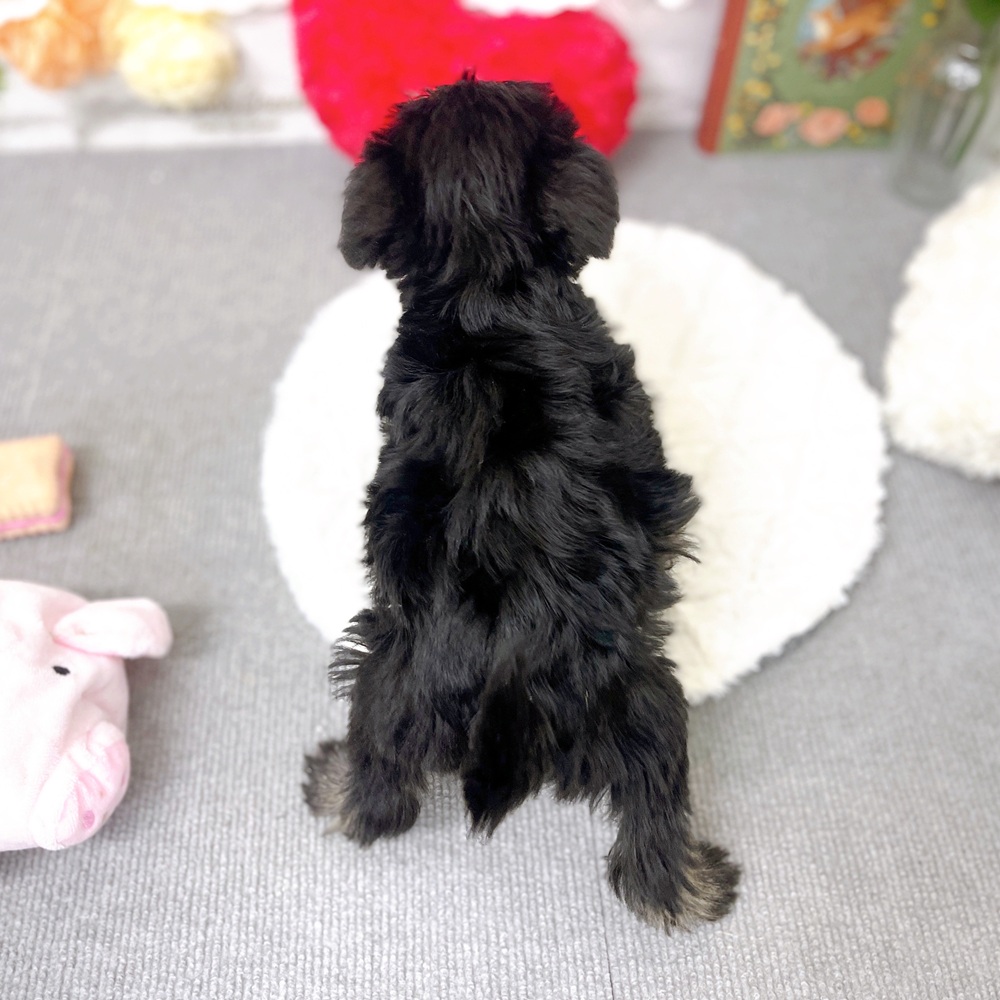 京都府のミニチュアシュナウザー (犬の家＆猫の里京都樟葉店/2025年9月20日生まれ/女の子/ブラックシルバー)の子犬の3枚目の画像
