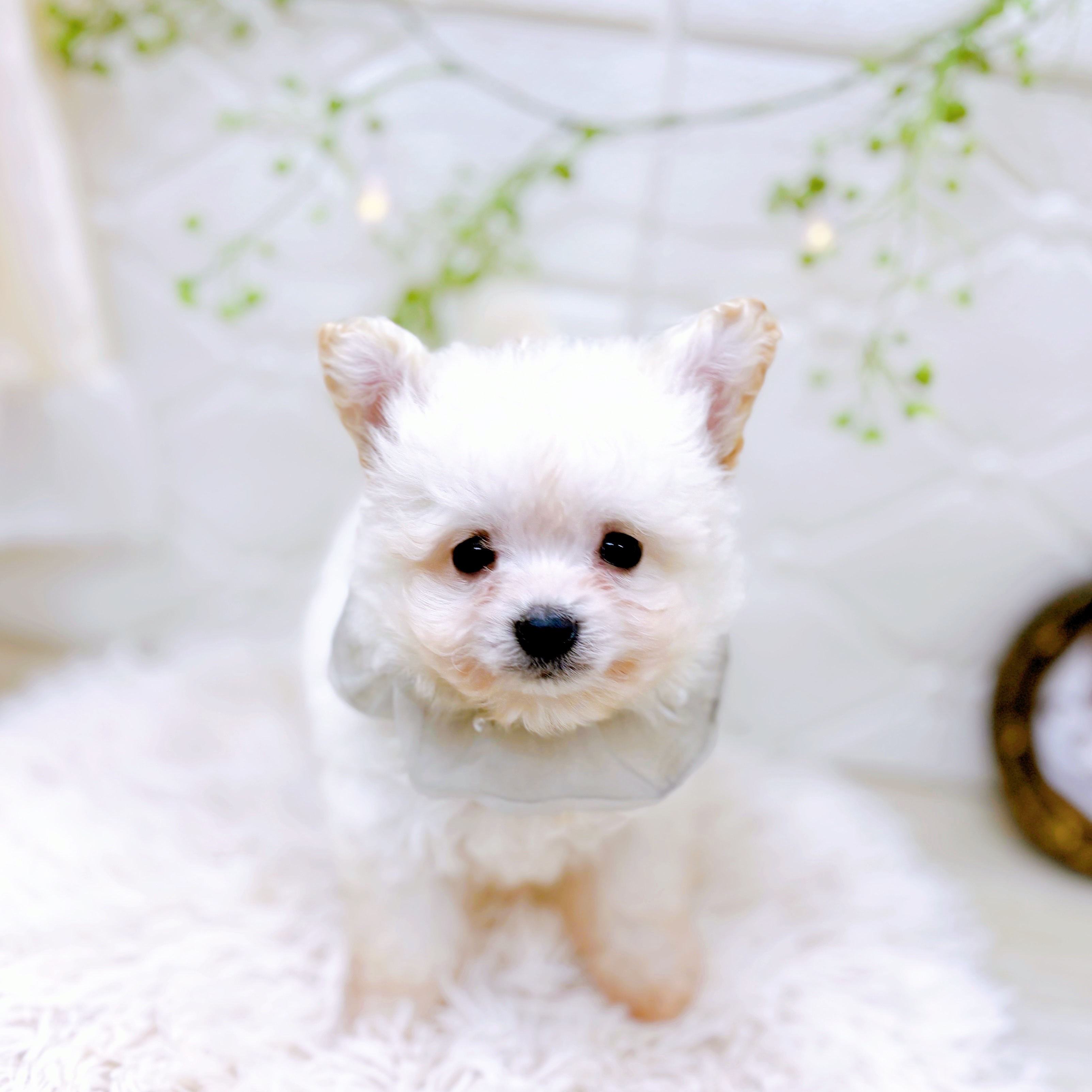 福井県のポメビション(ポメラニアン×ビションフリーゼ) (犬の家＆猫の里アミーゴ福井店/2025年9月13日生まれ/男の子/クリーム)の子犬の3枚目の画像