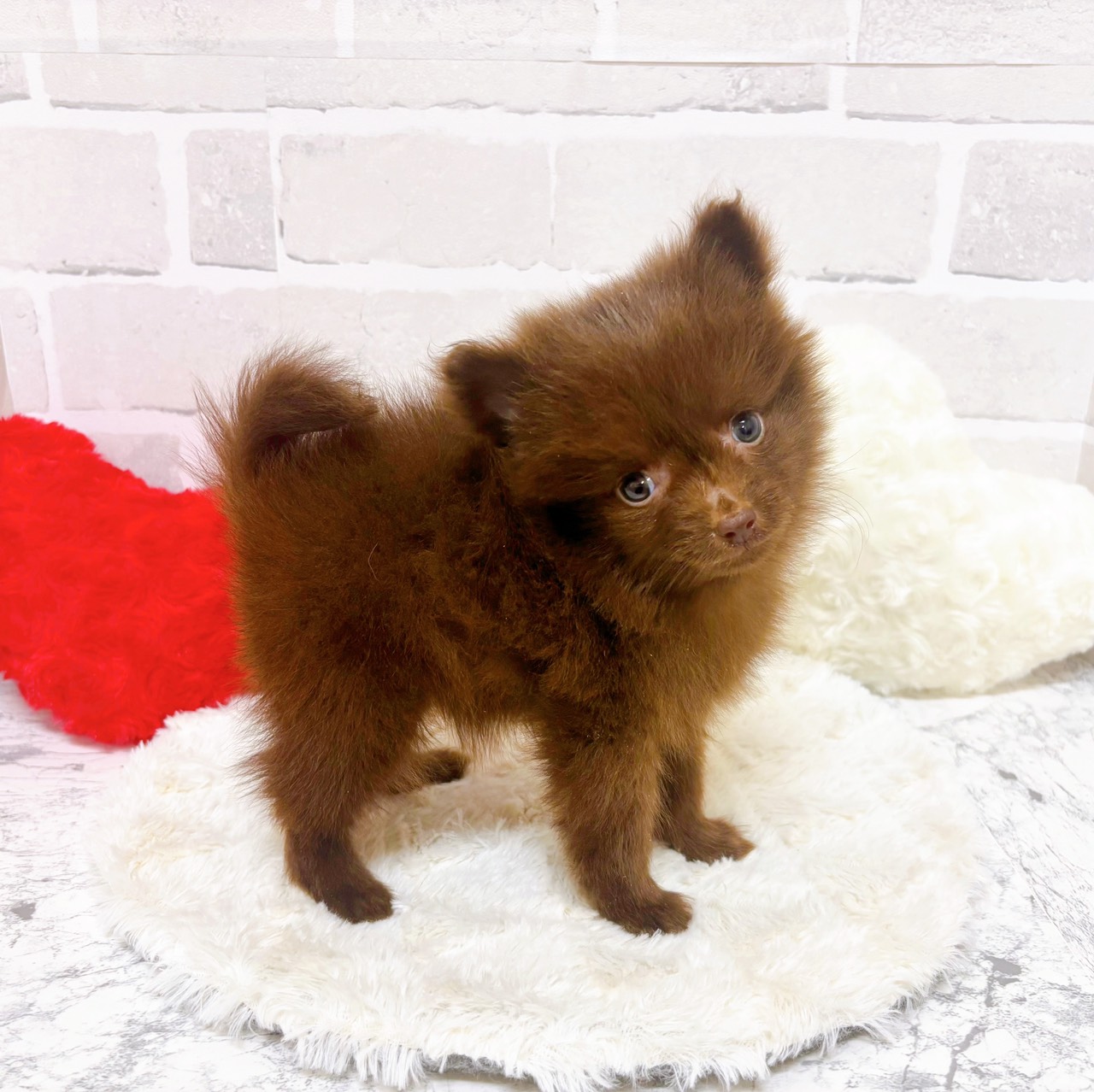 京都府のポメチワ/チワポメ/ポメチー(ポメラニアン×チワワ) (犬の家＆猫の里京都精華店/2025年9月15日生まれ/男の子/チョコレート)の子犬の3枚目の画像