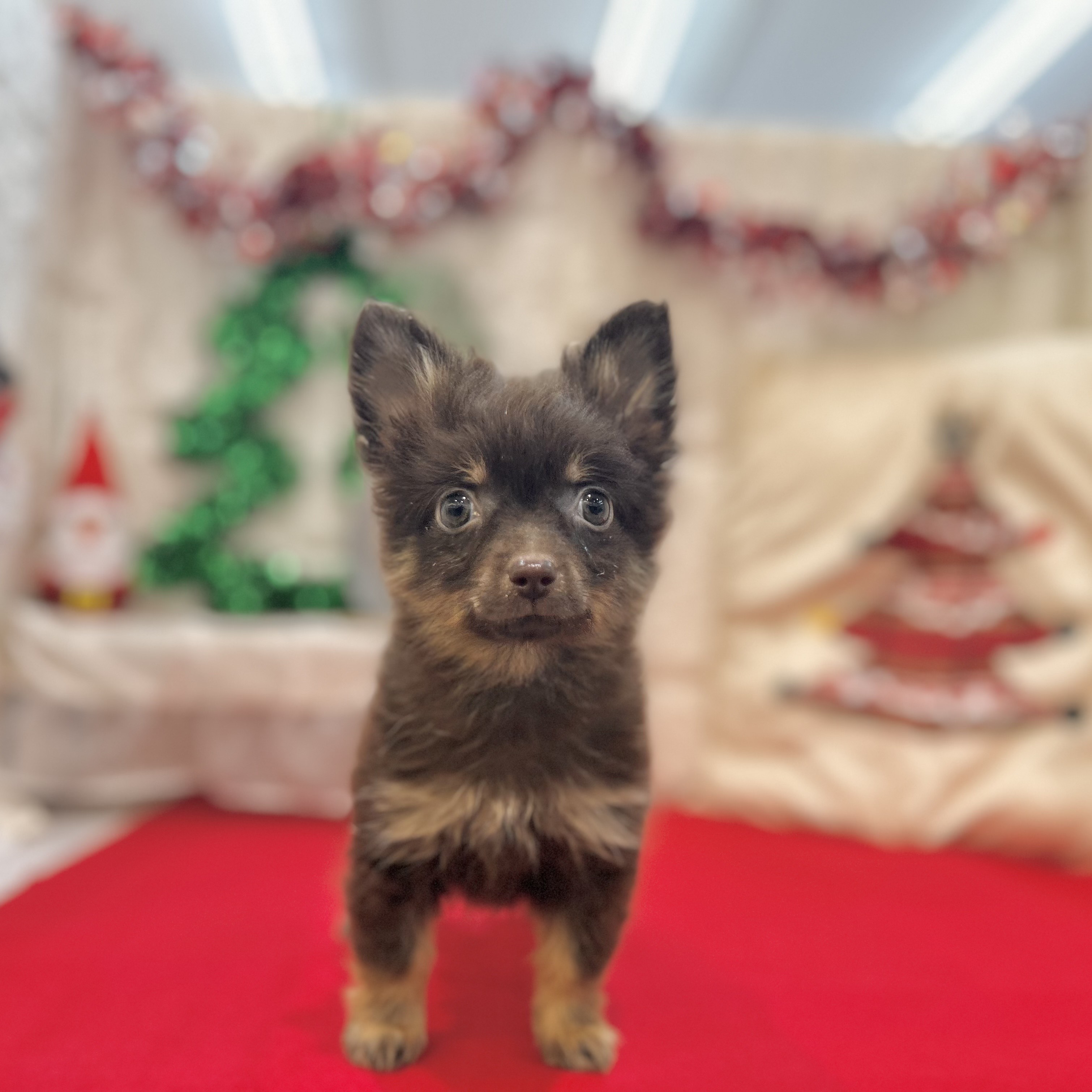 岡山県のポメチワ/チワポメ/ポメチー(ポメラニアン×チワワ) (犬の家＆猫の里倉敷店/2025年9月15日生まれ/男の子/チョコレートタン)の子犬の3枚目の画像