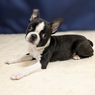 愛知県のボストンテリア (犬の家＆猫の里一宮店/2025年9月6日生まれ/女の子/ボストンカラー)の子犬の3枚目の画像