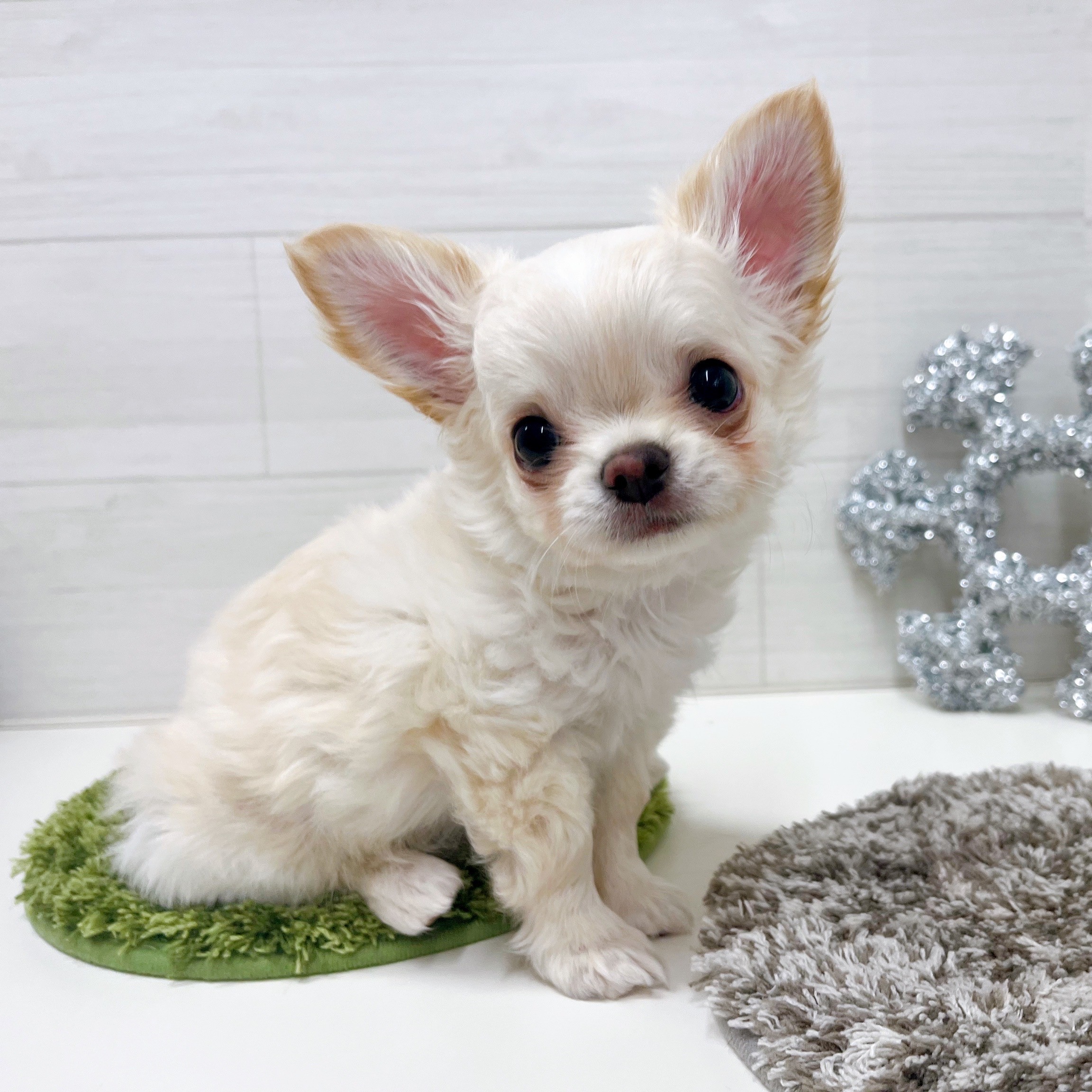 石川県のチワワ(ロング) (犬の家＆猫の里アミーゴ金沢おこばた店/2025年9月21日生まれ/男の子/クリームホワイト)の子犬の3枚目の画像