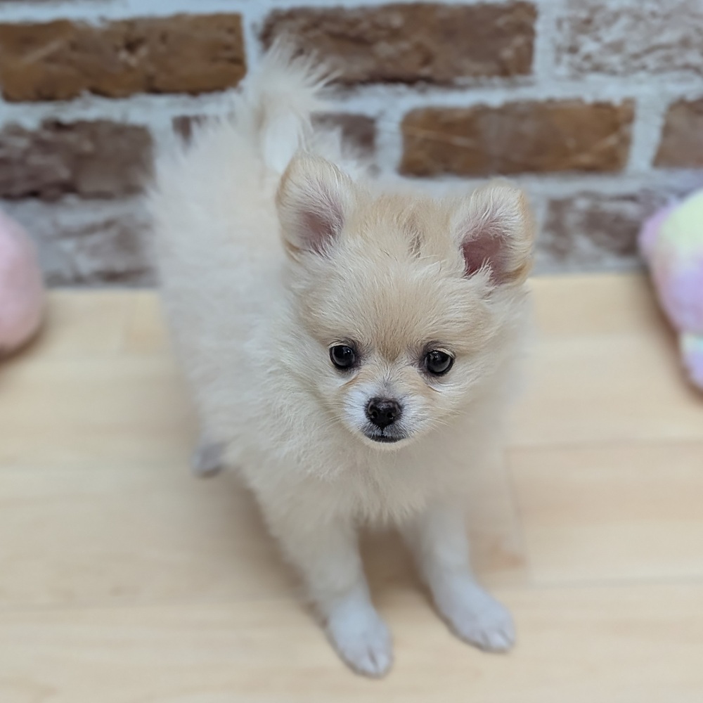 愛知県のポメチワ/チワポメ/ポメチー(ポメラニアン×チワワ) (犬の家＆猫の里七宝店/2025年9月17日生まれ/女の子/クリーム)の子犬の3枚目の画像
