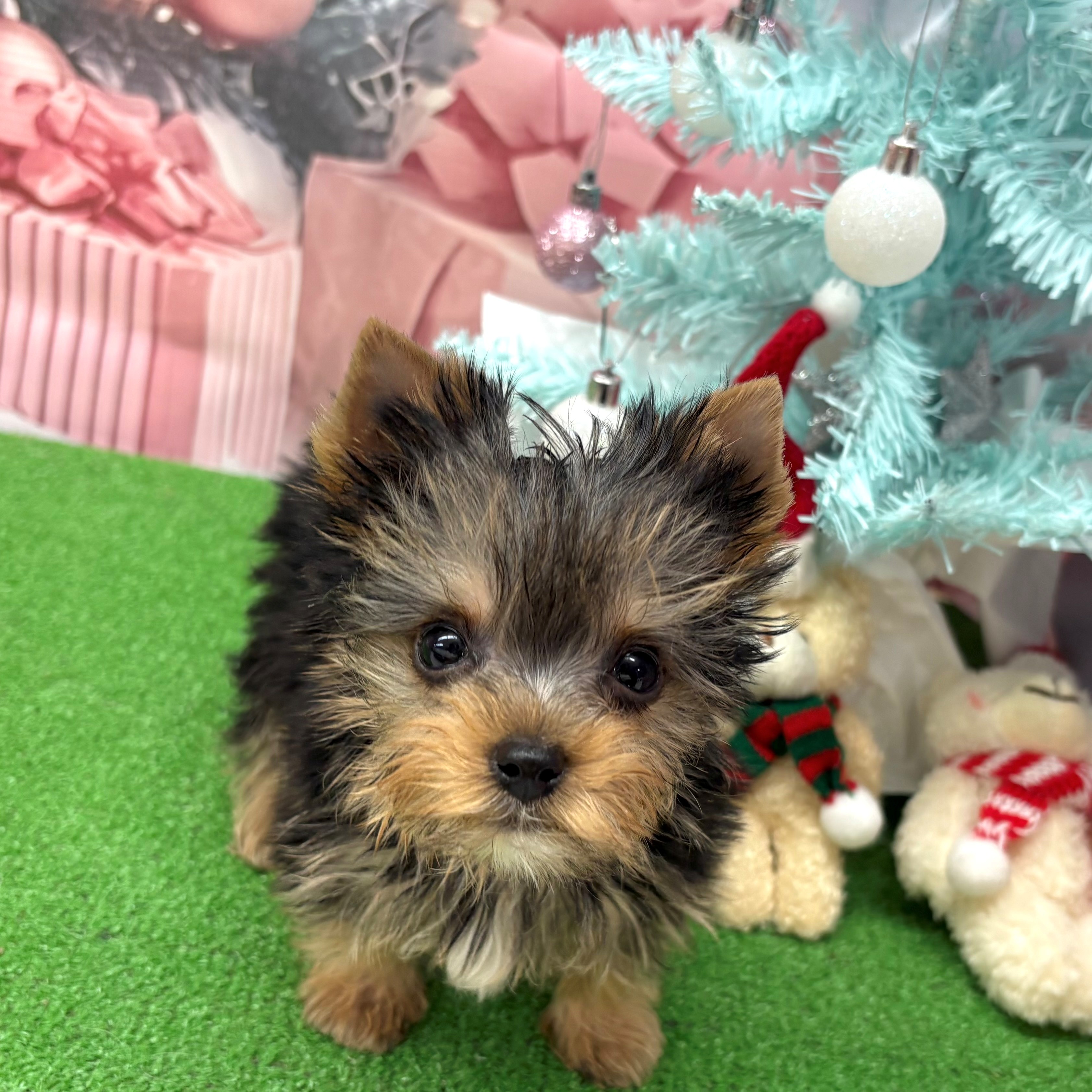 愛知県のヨークシャーテリア (犬の家＆猫の里名古屋天白店/2025年9月15日生まれ/男の子/スチールブルータン)の子犬の3枚目の画像