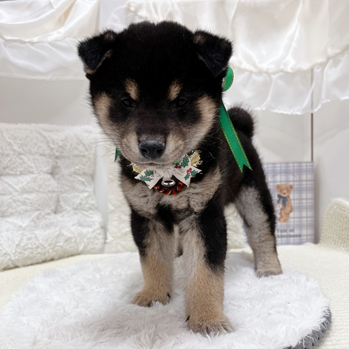 岐阜県の柴犬(標準サイズ) (犬の家＆猫の里カラフルタウン岐阜店/2025年9月21日生まれ/男の子/黒)の子犬