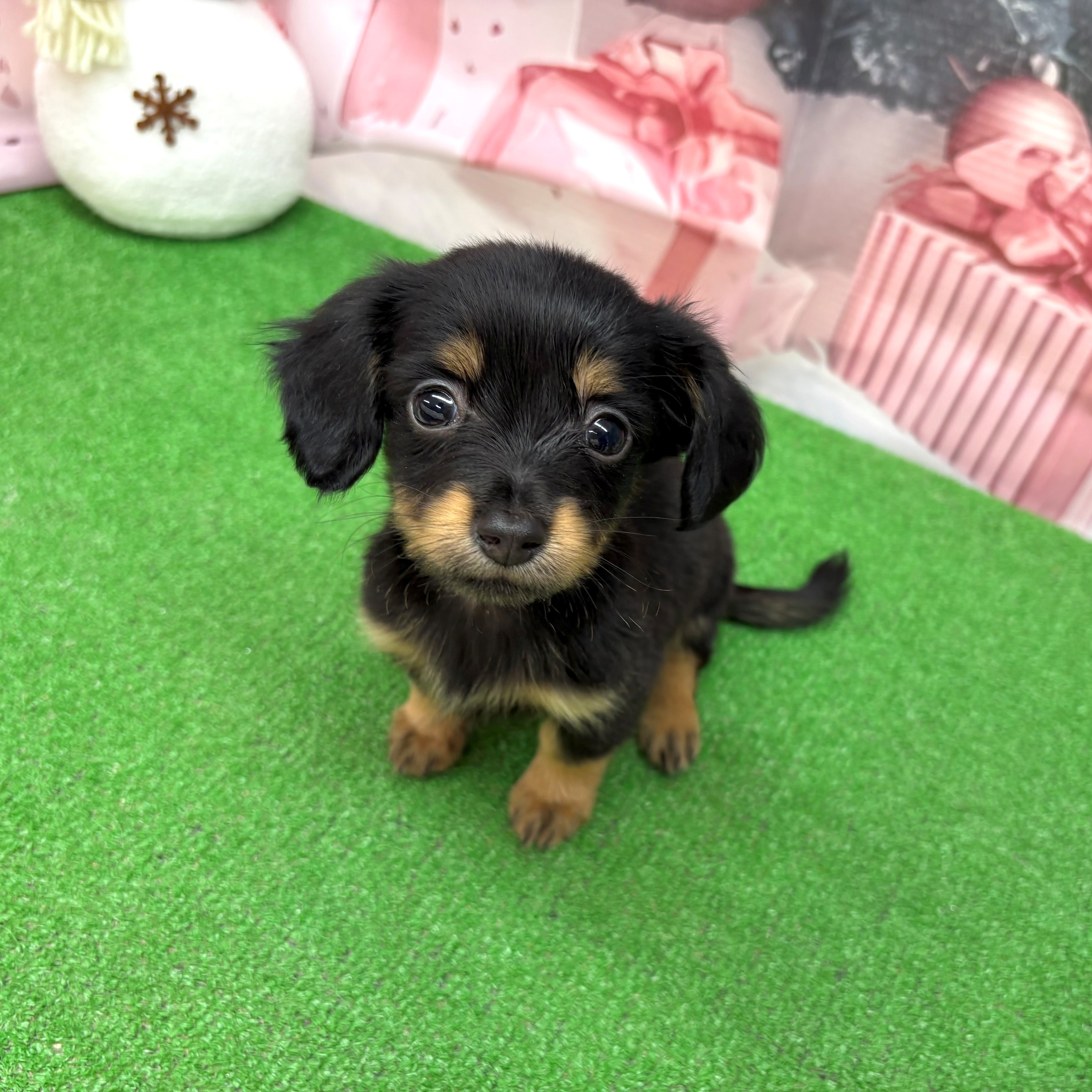 愛知県のチワックス(チワワ×ダックス) (犬の家＆猫の里名古屋天白店/2025年9月20日生まれ/女の子/ブラックタン)の子犬の1枚目の画像