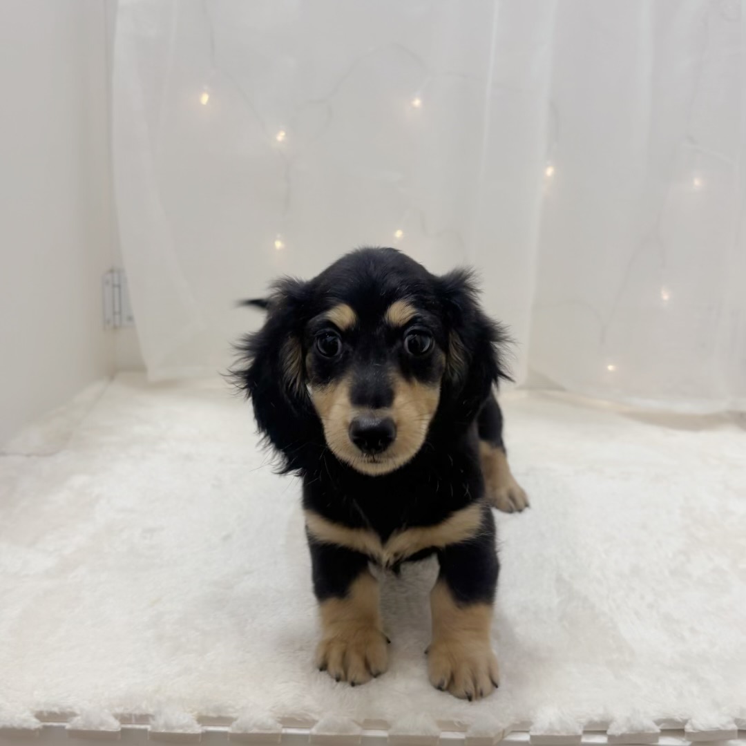 ミニチュアダックス男の子の写真