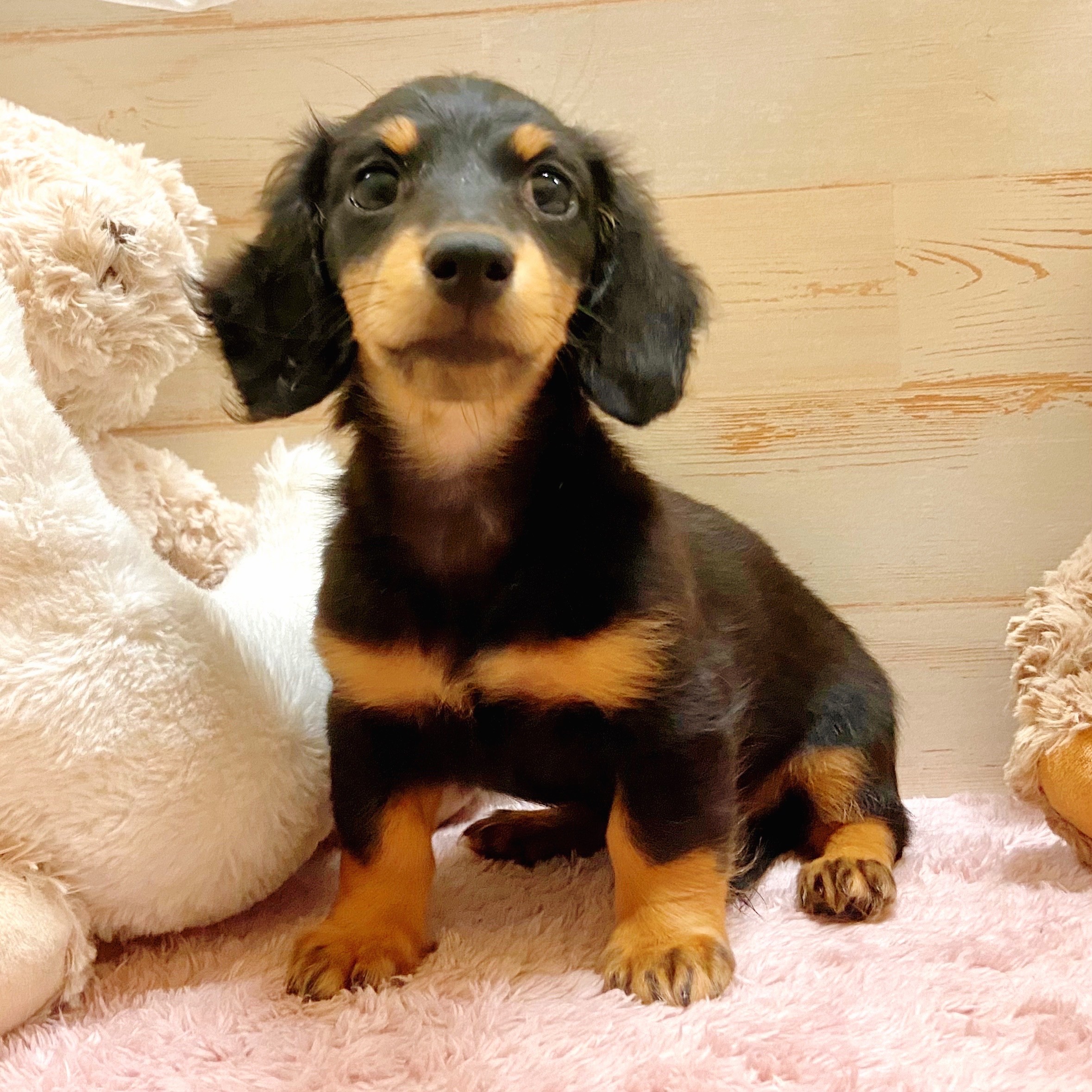 イエロー(黄系)のミニチュアダックスの子犬一覧 | ペットショップ 犬の