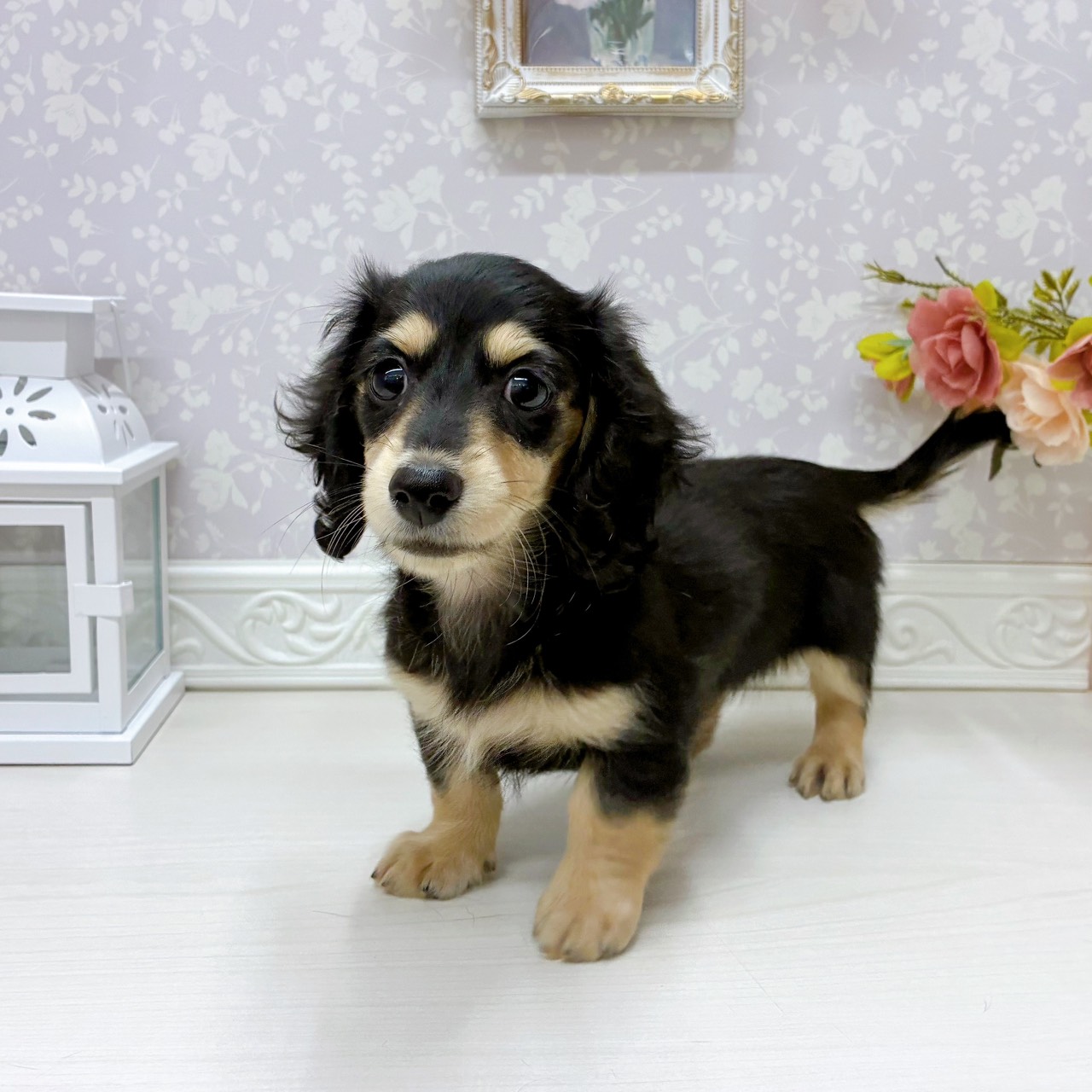 富山県のミニチュアダックスフンド(ロング) (犬の家＆猫の里アミーゴ山室店/2025年9月21日生まれ/女の子/ブラックタン)の子犬の3枚目の画像