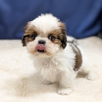 愛知県のシーズー (犬の家＆猫の里一宮店/2025年9月14日生まれ/女の子/ゴールドホワイト)の子犬の1枚目の画像
