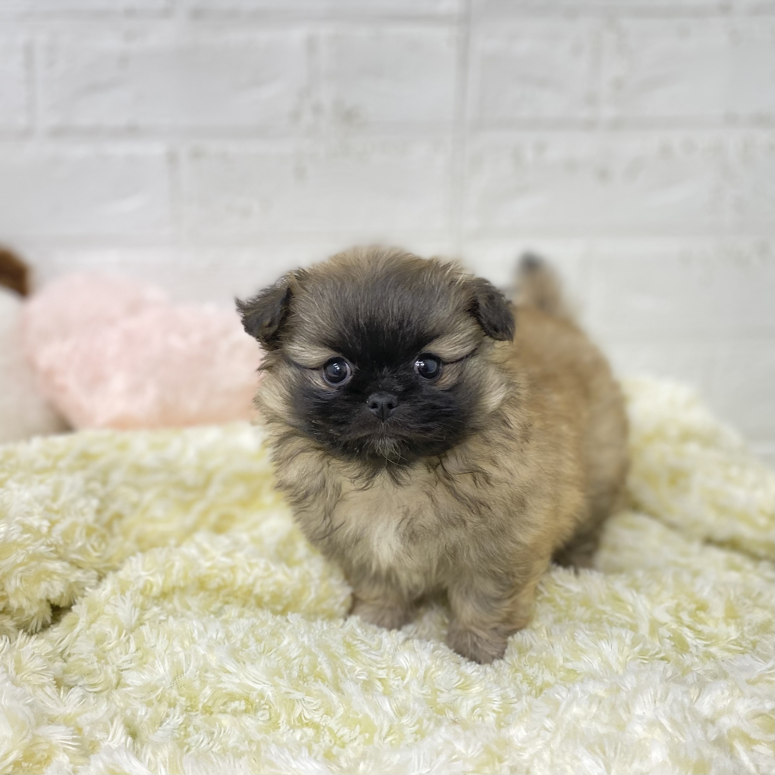 長野県のペキポメ/ポメペキ(ペキニーズ×ポメラニアン) (犬の家＆猫の里長野店/2025年9月21日生まれ/女の子/フォーン)の子犬の3枚目の画像