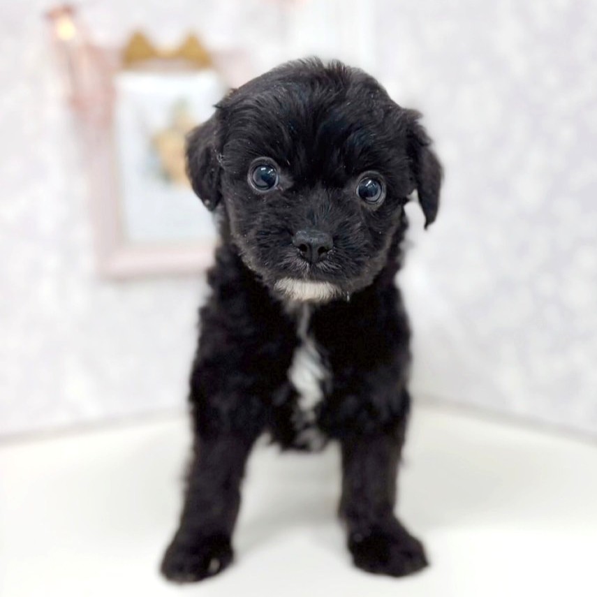 富山県のチワプー/プーチー(チワワ×プードル) (犬の家＆猫の里アミーゴ高岡蓮花寺店/2025年9月22日生まれ/男の子/ブラック)の子犬の3枚目の画像