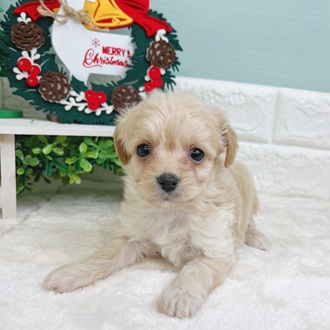 静岡県のチワプー/プーチー(チワワ×プードル) (犬の家＆猫の里マークイズ静岡店/2025年9月22日生まれ/男の子/クリーム)の子犬の3枚目の画像