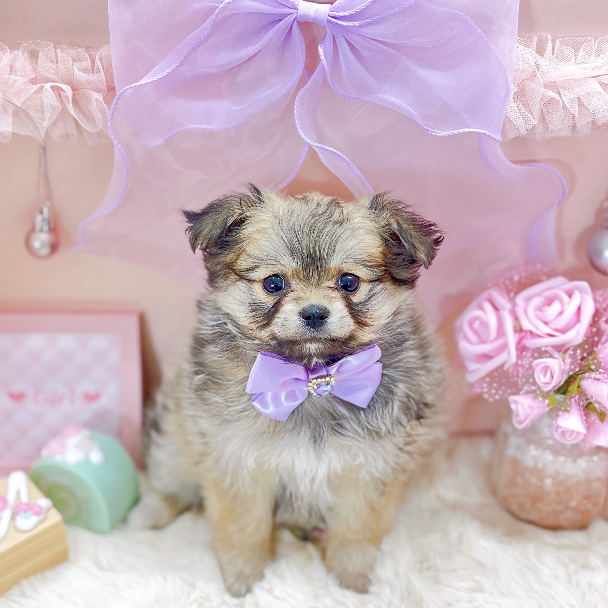 福井県のポメビション(ポメラニアン×ビションフリーゼ) (犬の家＆猫の里アミーゴ福井大和田店/2025年9月23日生まれ/女の子/オレンジ)の子犬の3枚目の画像