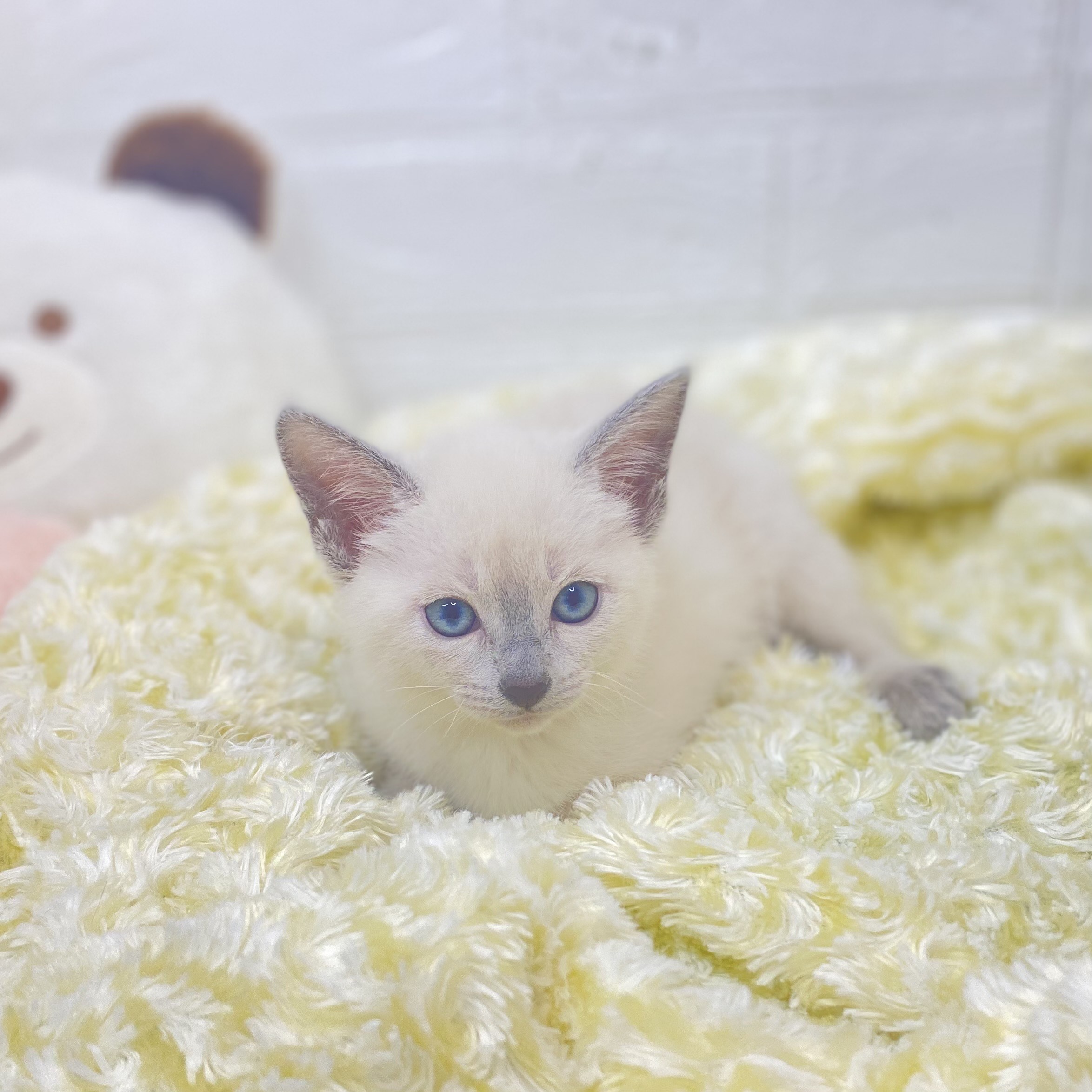 長野県のロシアンブルー (犬の家＆猫の里長野店/2025年9月22日生まれ/女の子/ブルーポイント)の子猫の3枚目の画像