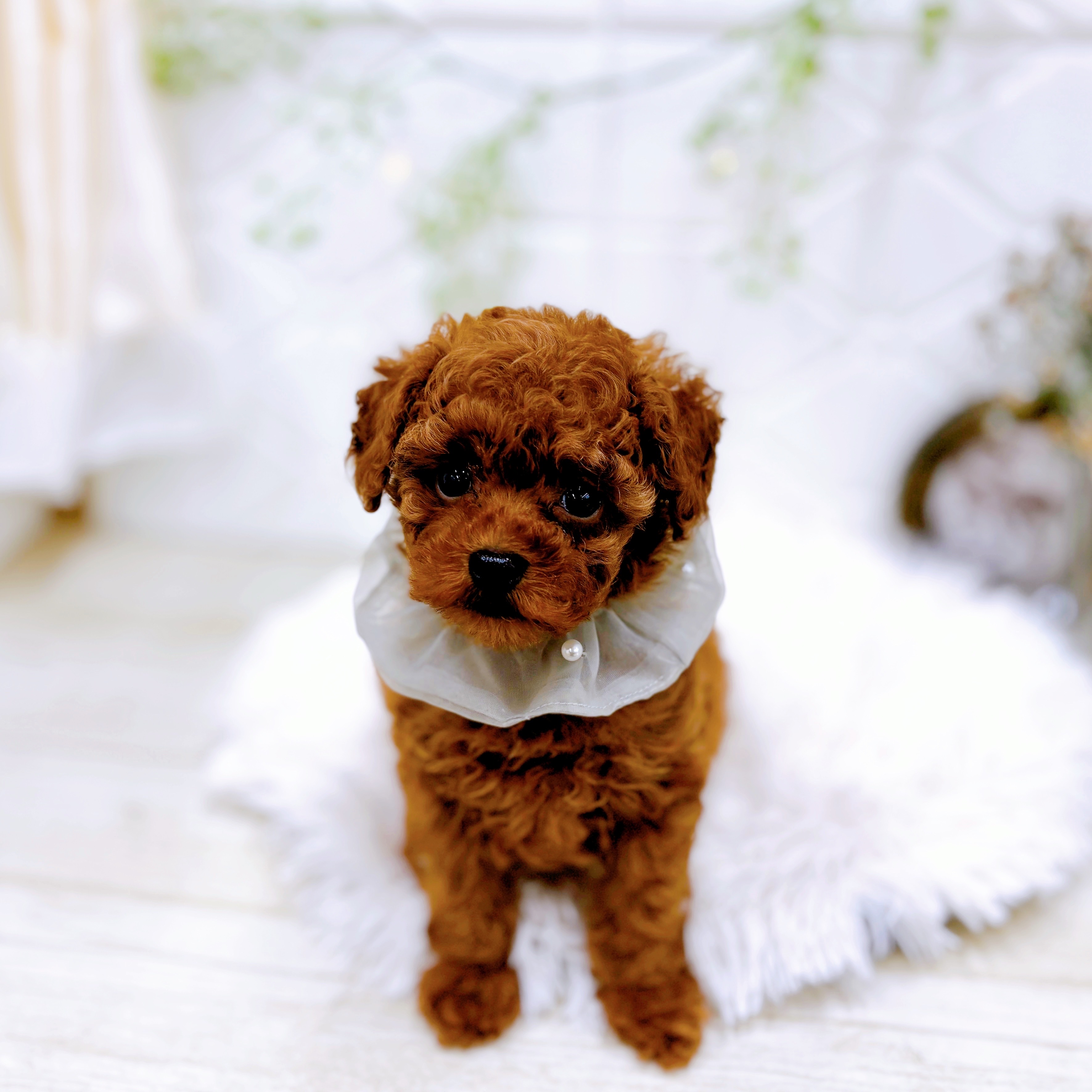 福井県のトイプードル(トイ) (犬の家＆猫の里アミーゴ福井店/2025年9月21日生まれ/男の子/レッド)の子犬の3枚目の画像