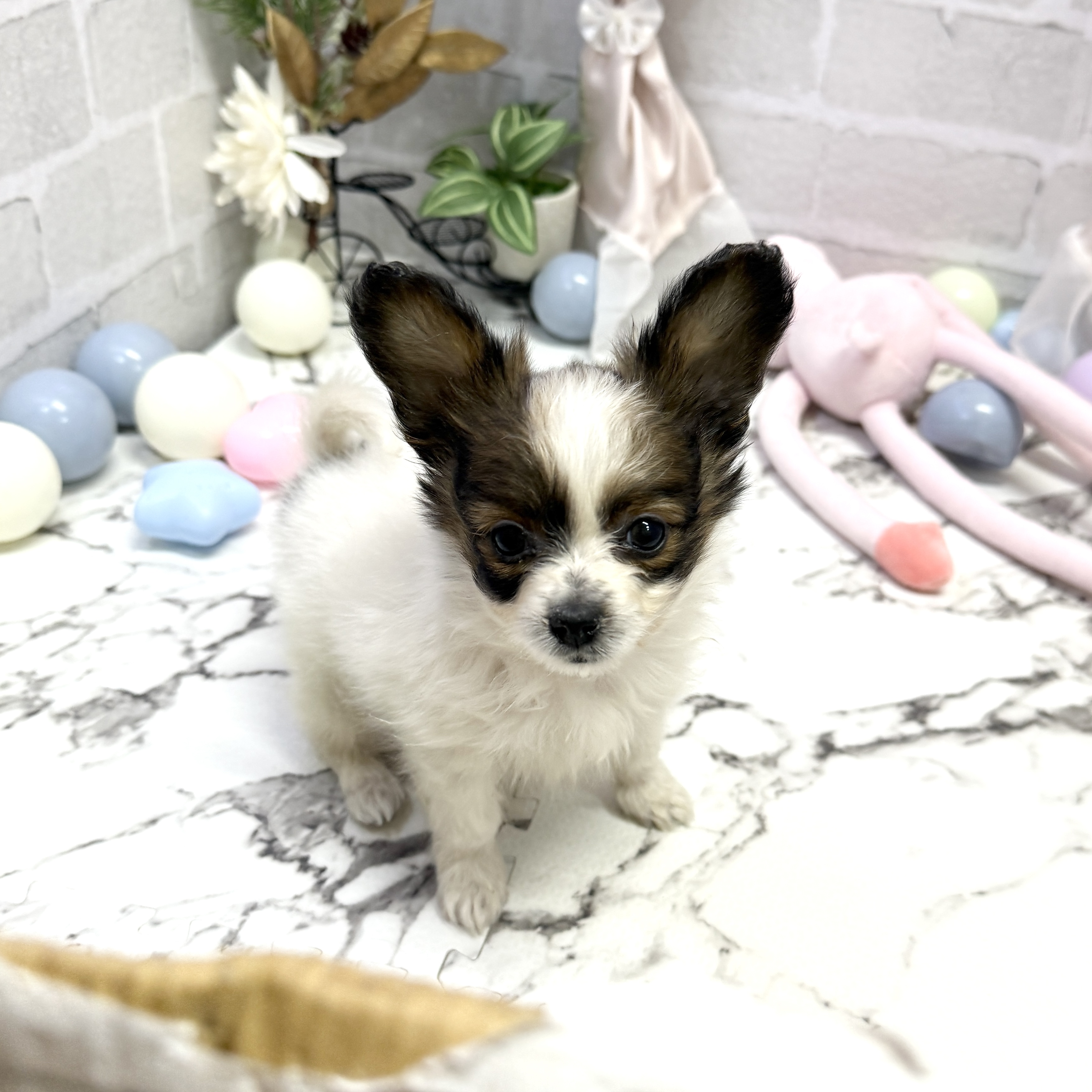 愛知県のパピヨン (犬の家＆猫の里岡崎店/2025年9月21日生まれ/女の子/ホワイトブラウン)の子犬の3枚目の画像