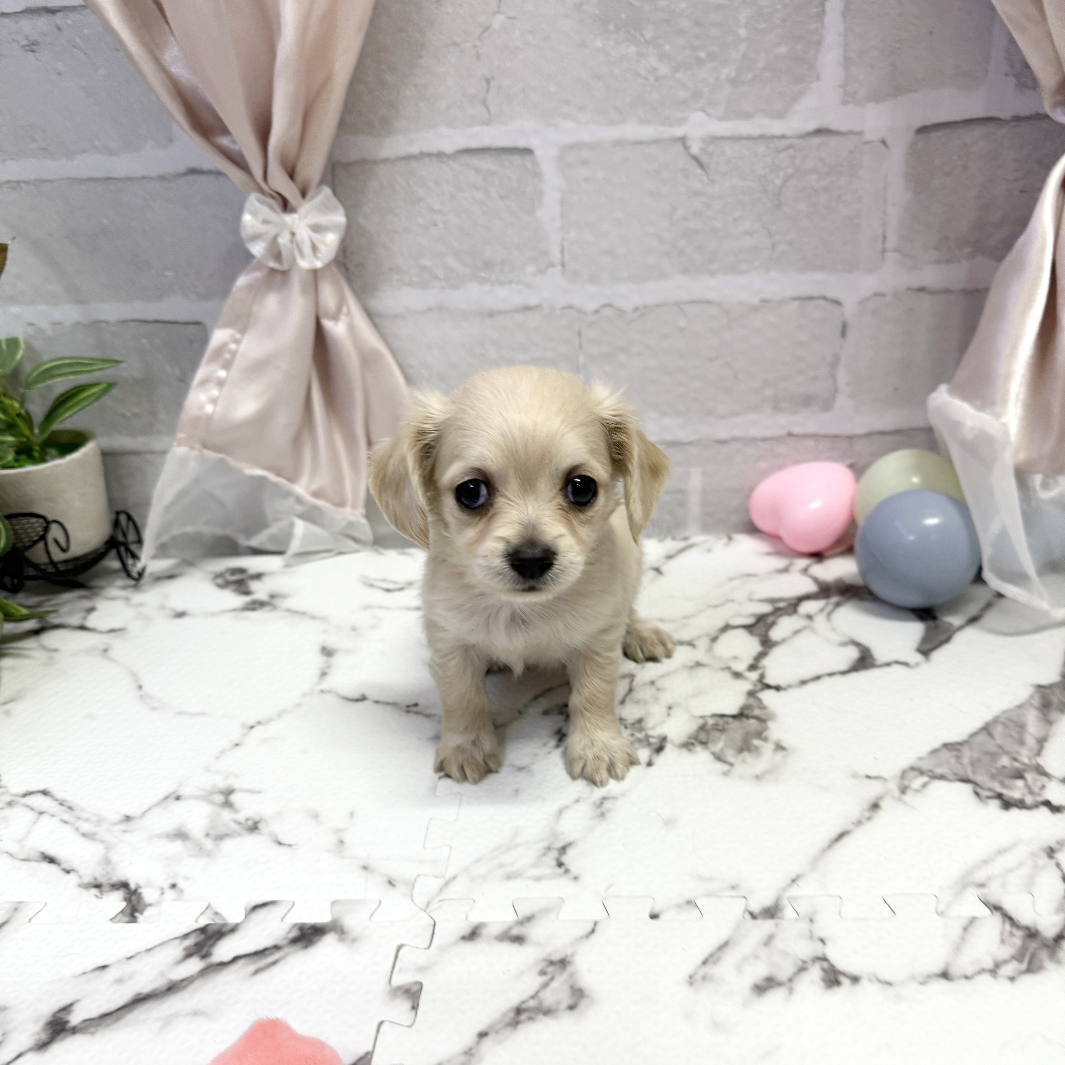 愛知県のチワックス(チワワ×ダックス) (犬の家＆猫の里岡崎店/2025年9月23日生まれ/男の子/クリーム)の子犬の1枚目の画像