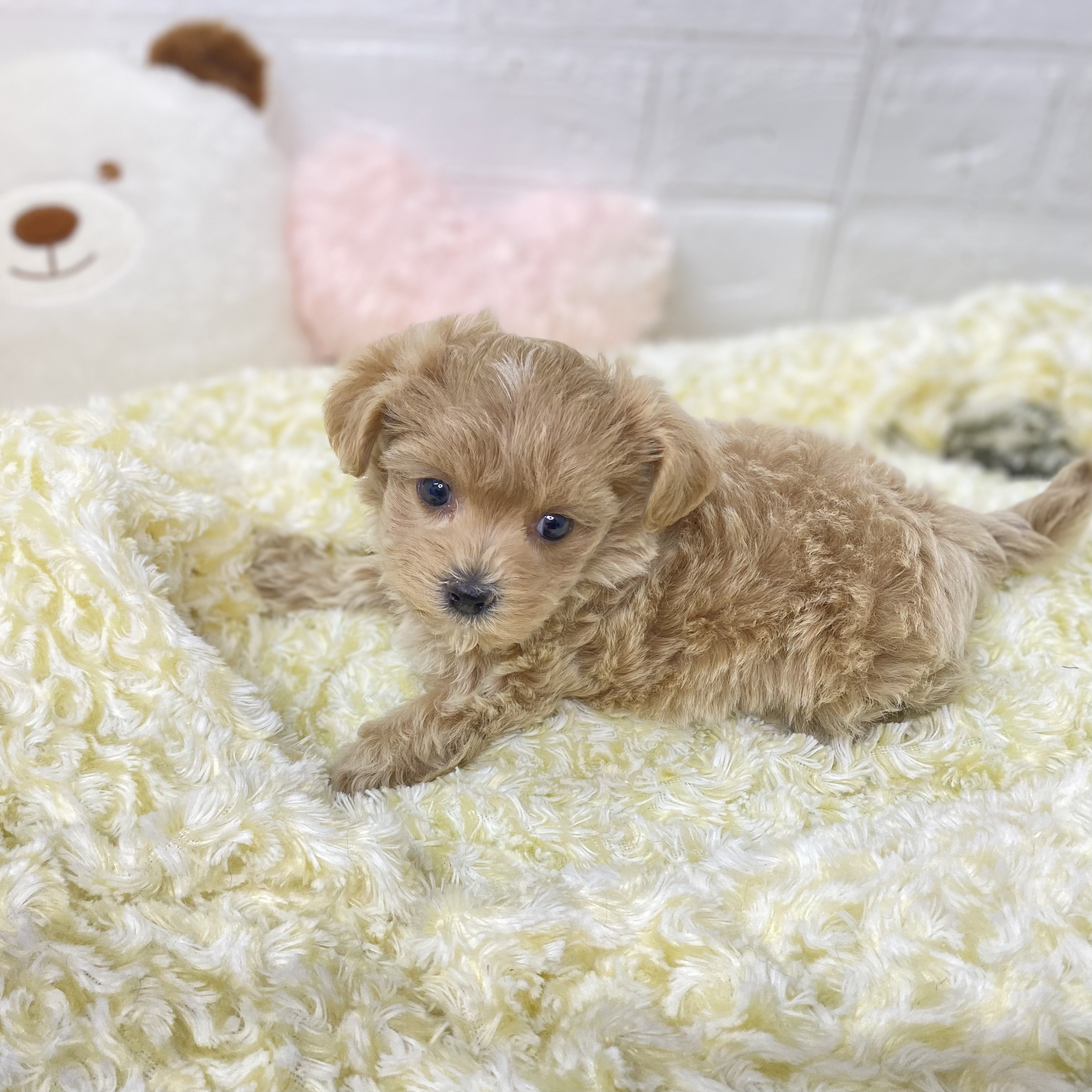 長野県のマルプー(マルチーズ×プードル) (犬の家＆猫の里長野店/2025年9月22日生まれ/女の子/アプリコット)の子犬の3枚目の画像