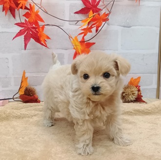 ハーフ犬男の子の写真