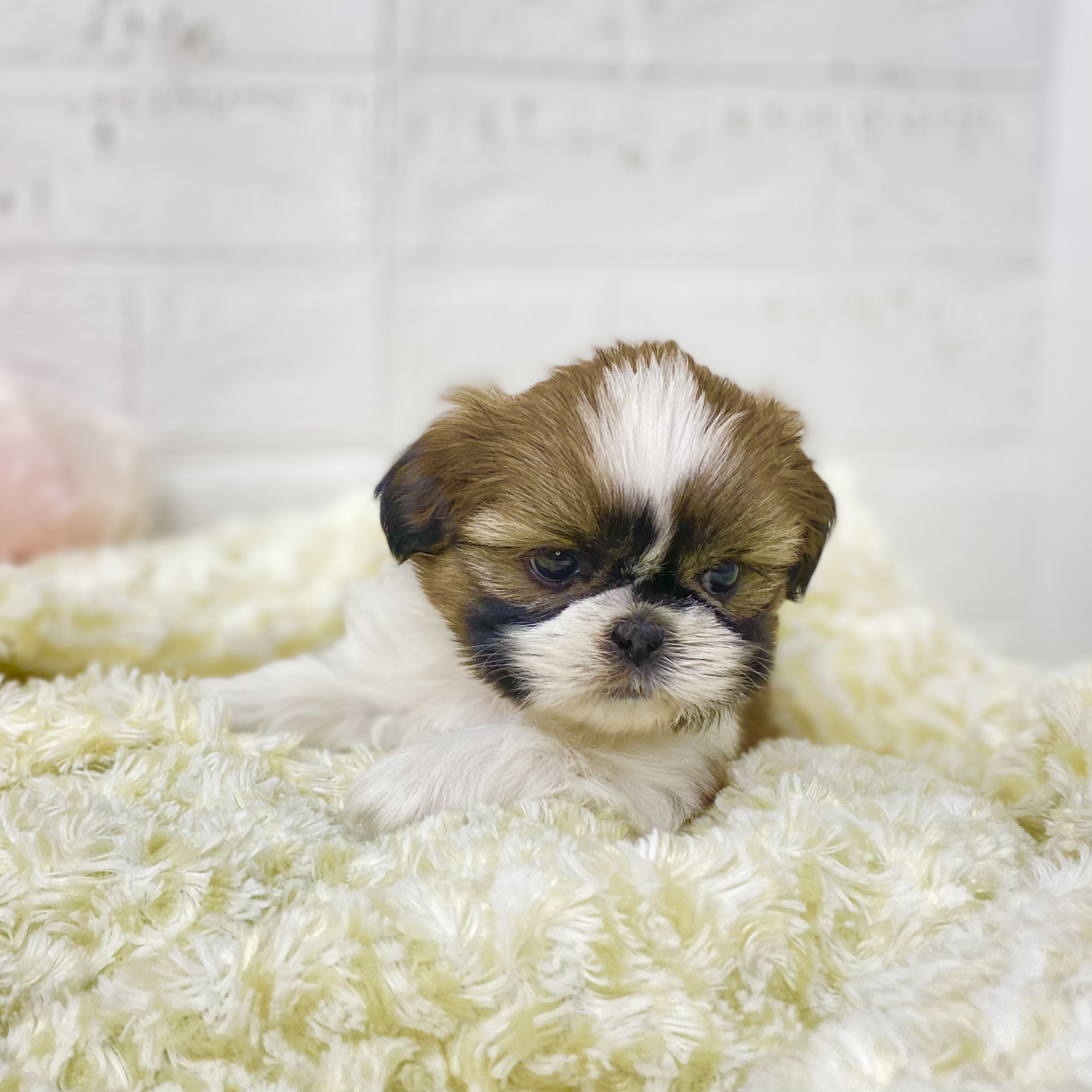 長野県のシーズー (犬の家＆猫の里長野店/2025年9月22日生まれ/女の子/ホワイトゴールド)の子犬の3枚目の画像