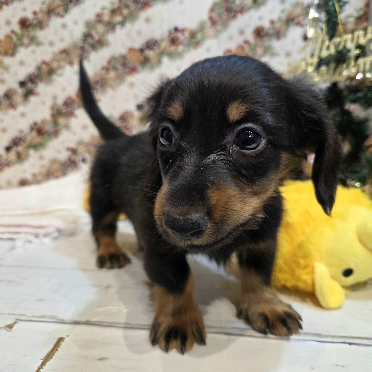 長野県のミニチュアダックスフンド(ロング) (犬の家＆猫の里カインズ梓川店/2025年9月23日生まれ/男の子/ブラックタン)の子犬の3枚目の画像